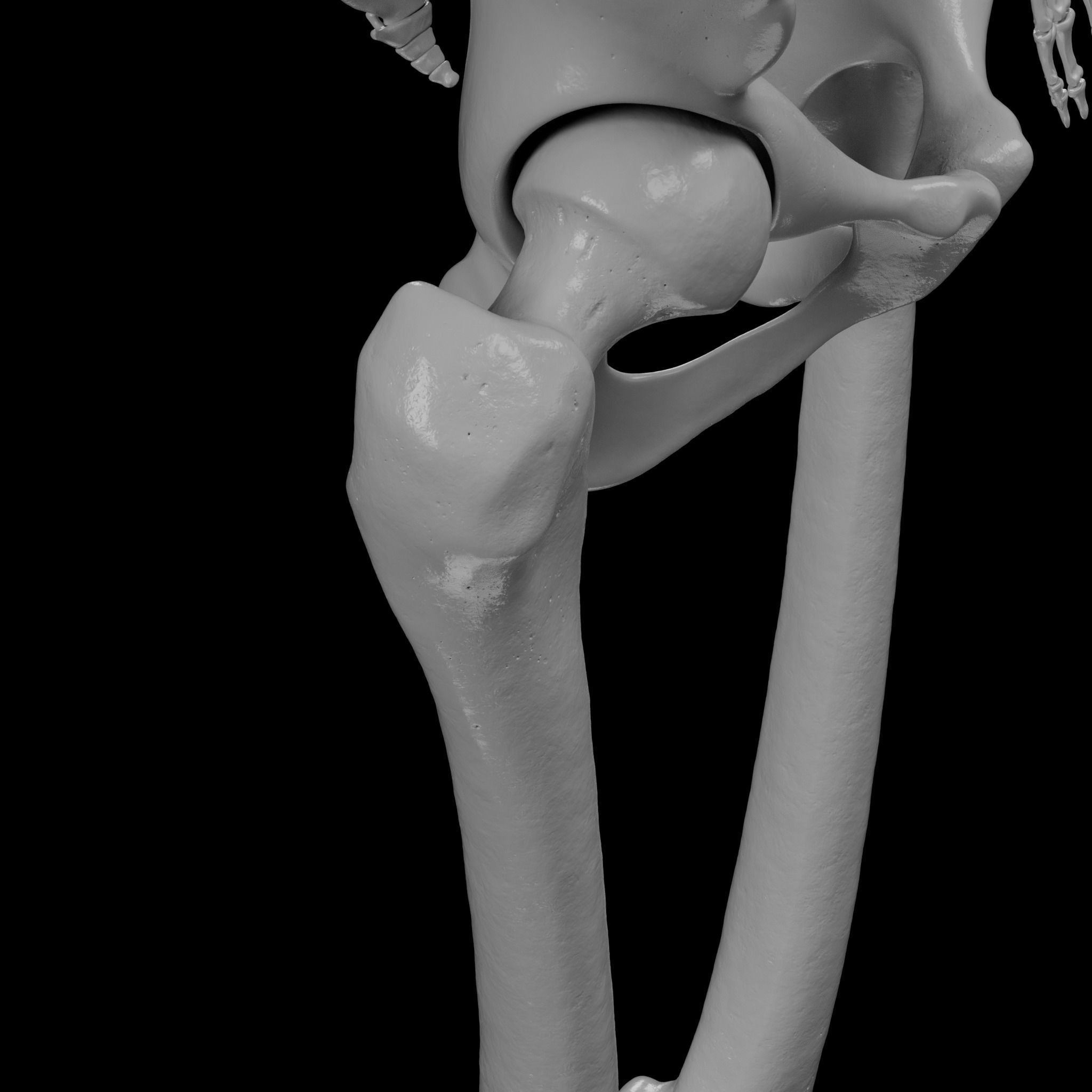 Human Skeleton - 3D Printing 3D print model_108