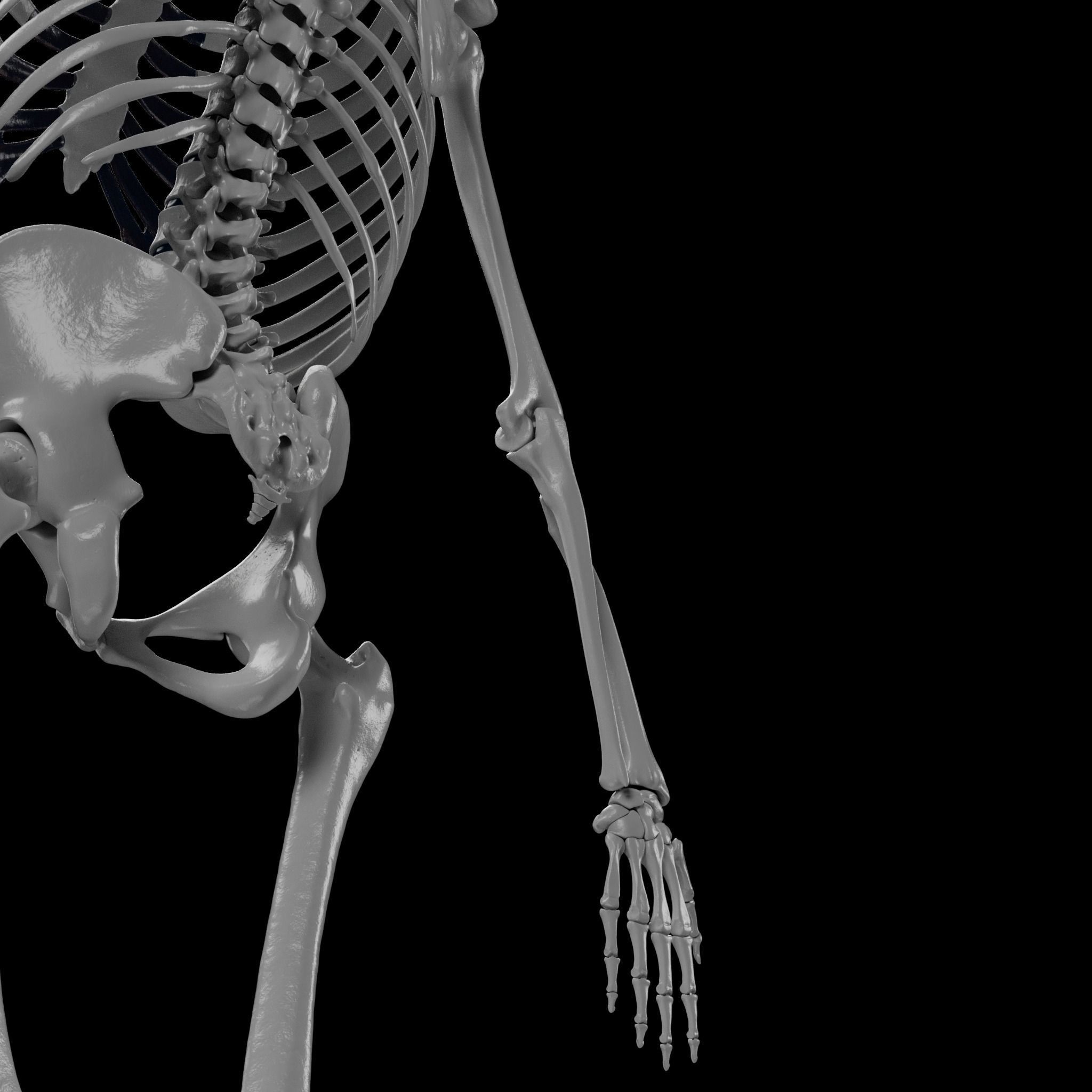 Human Skeleton - 3D Printing 3D print model_82