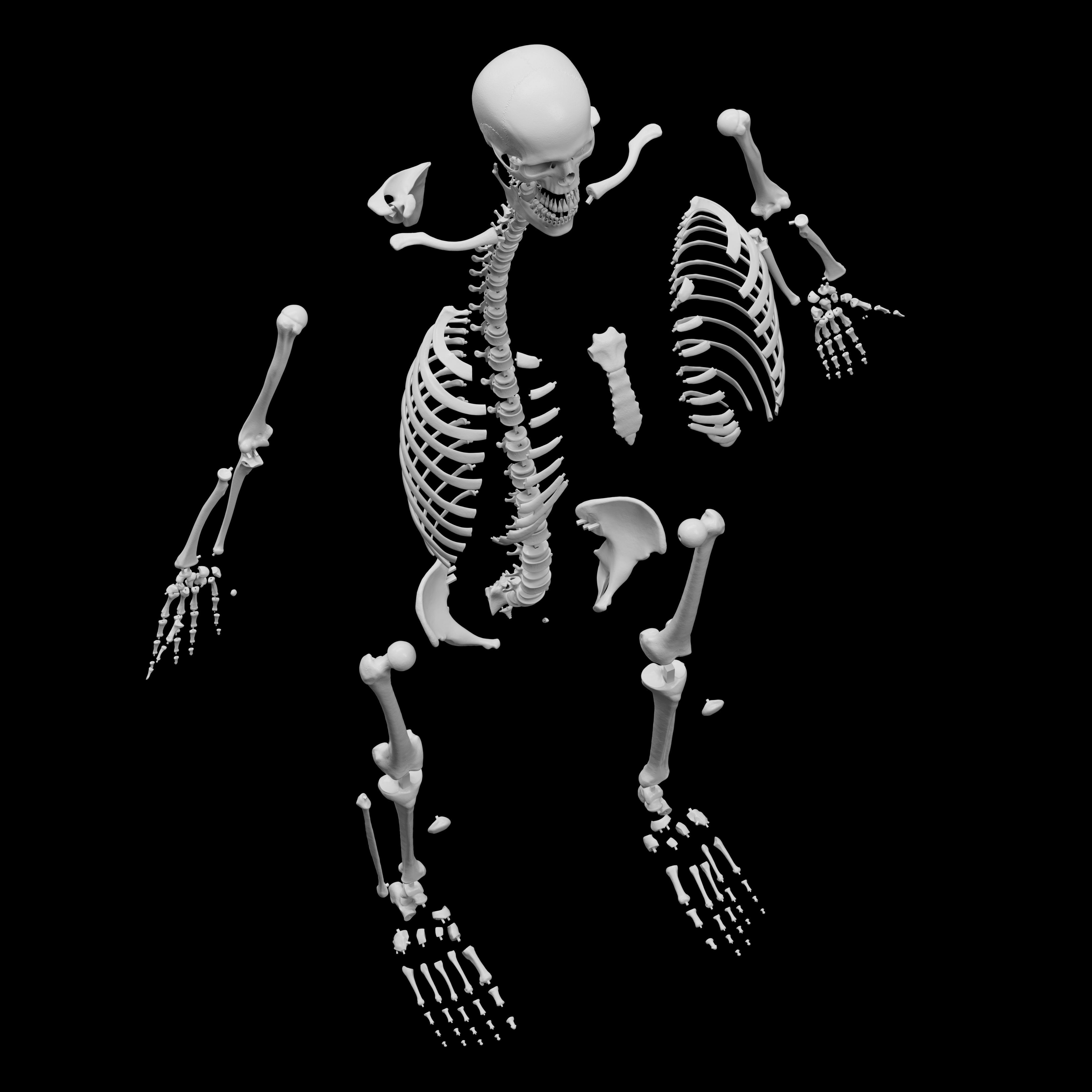 Human Skeleton - 3D Printing 3D print model_4