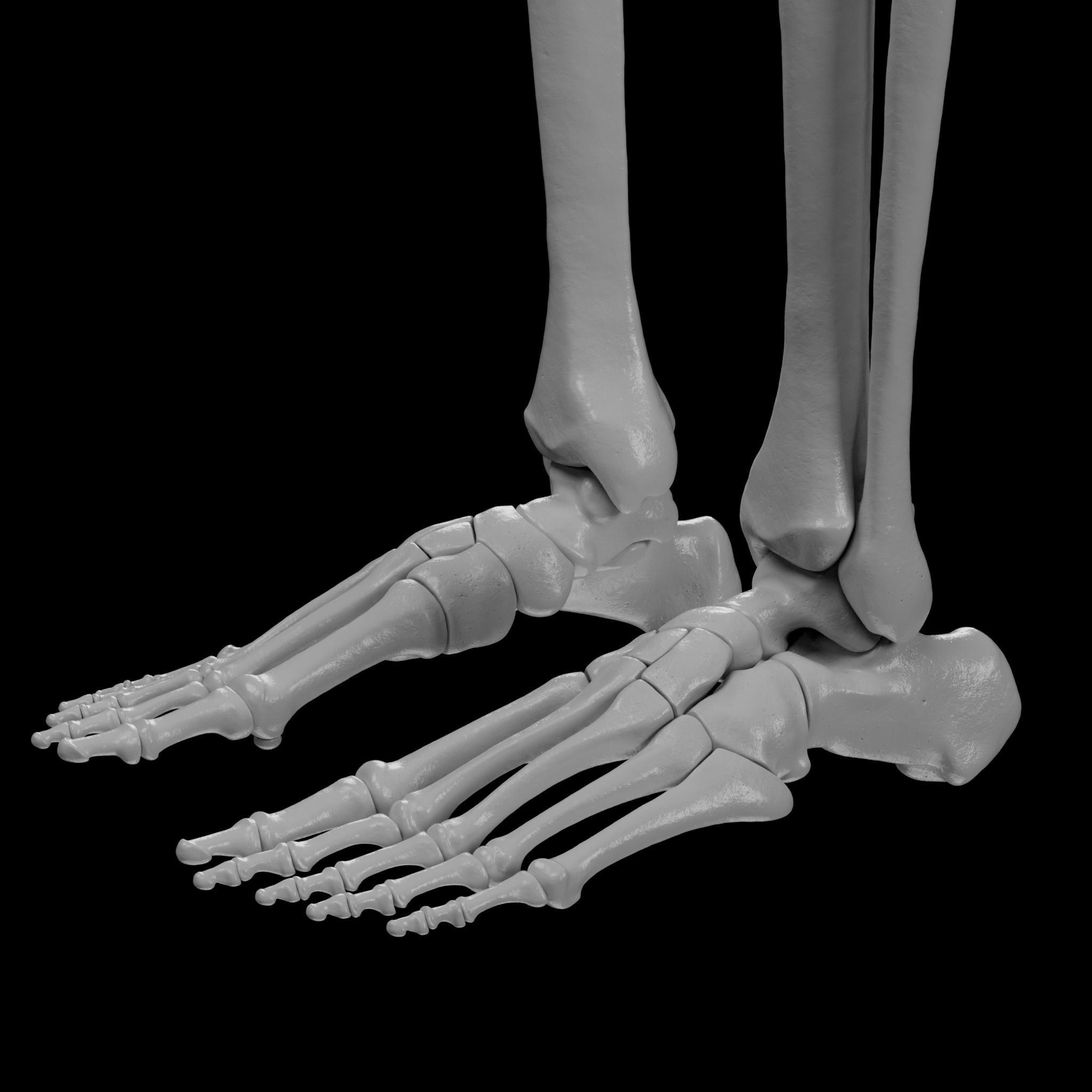 Human Skeleton - 3D Printing 3D print model_111