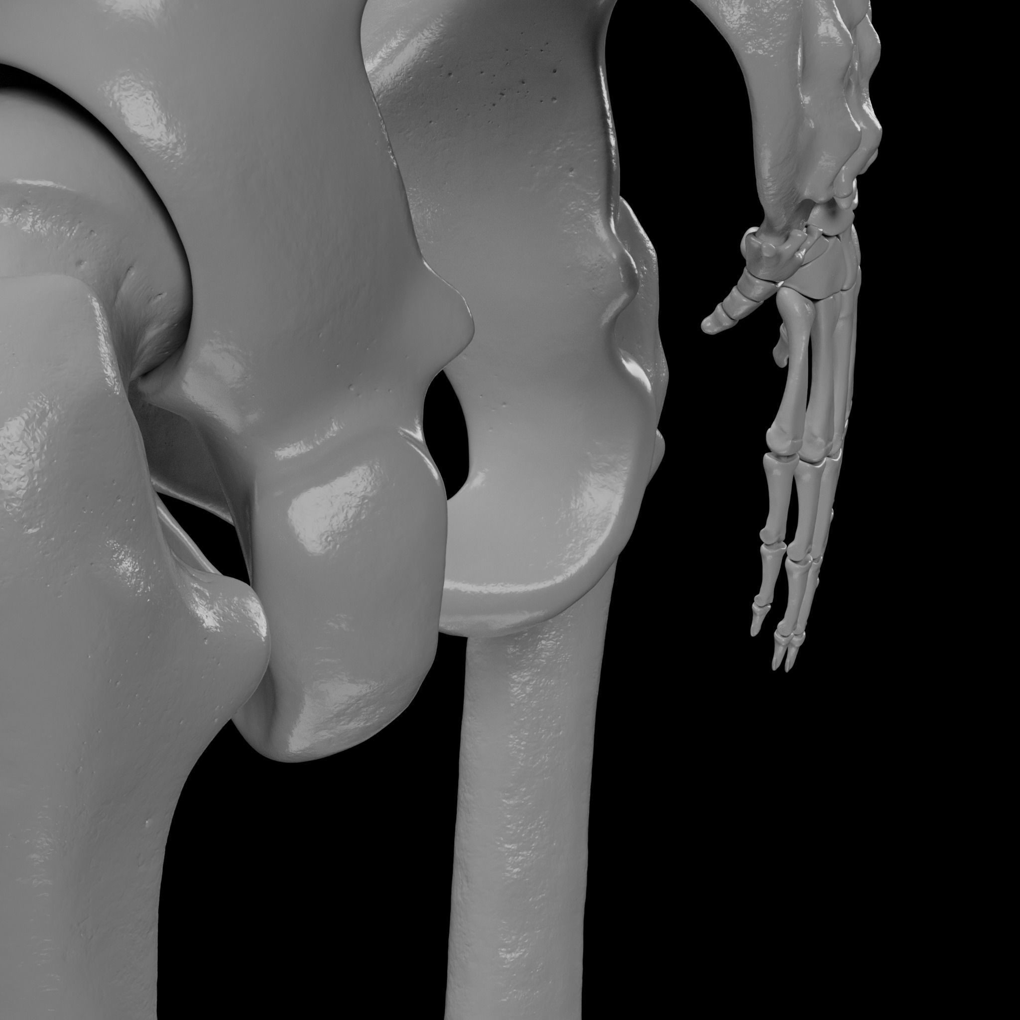 Human Skeleton - 3D Printing 3D print model_137