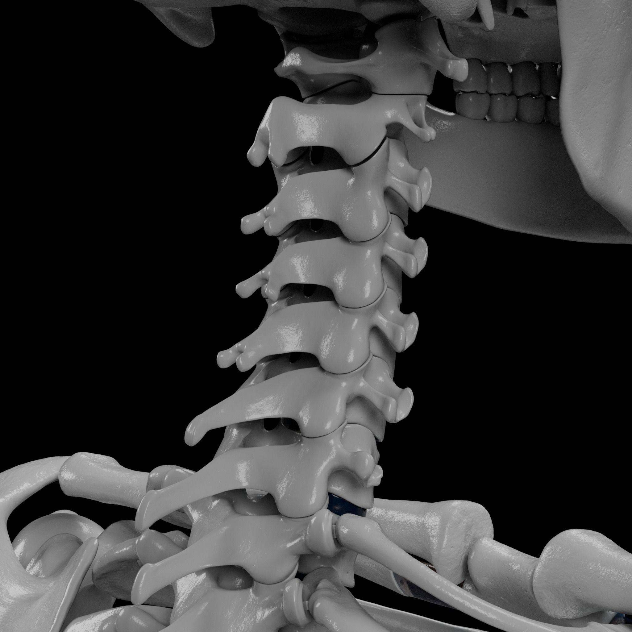 Human Skeleton - 3D Printing 3D print model_46