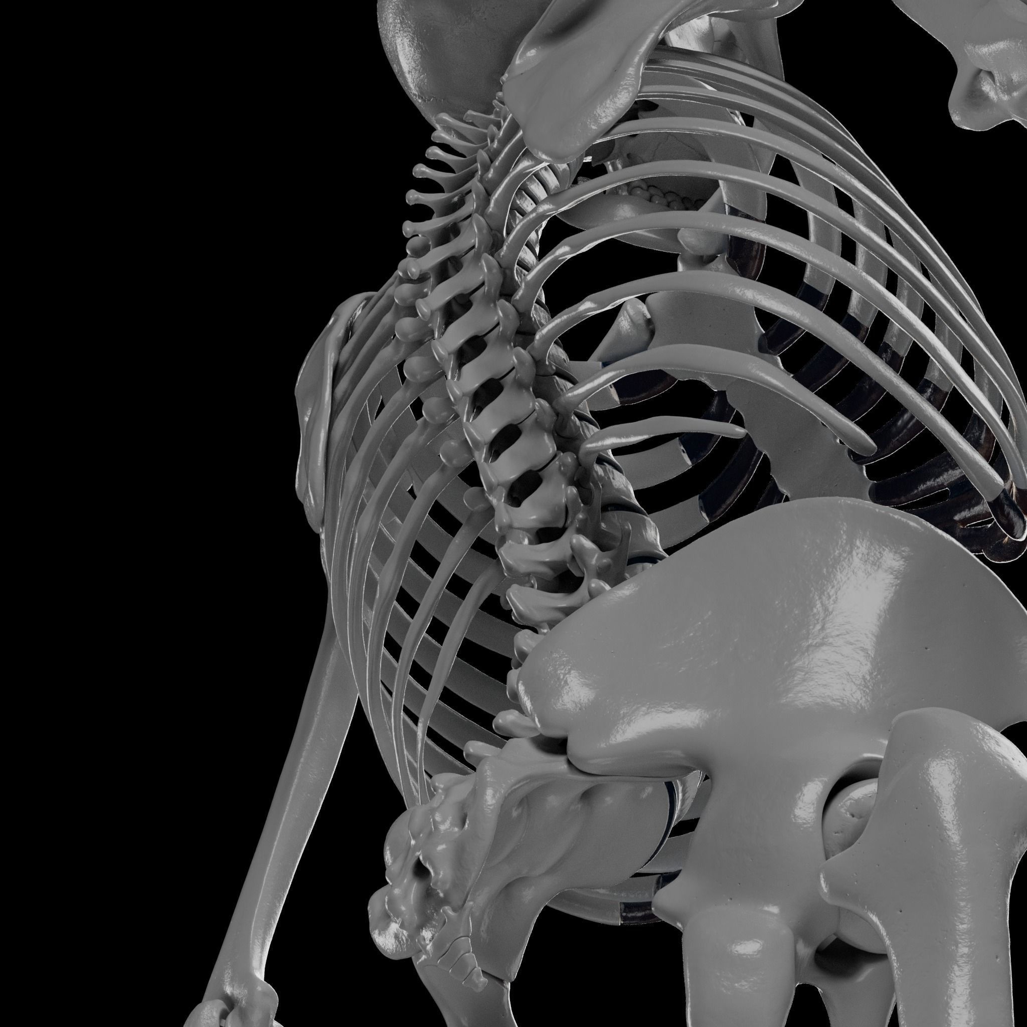Human Skeleton - 3D Printing 3D print model_56