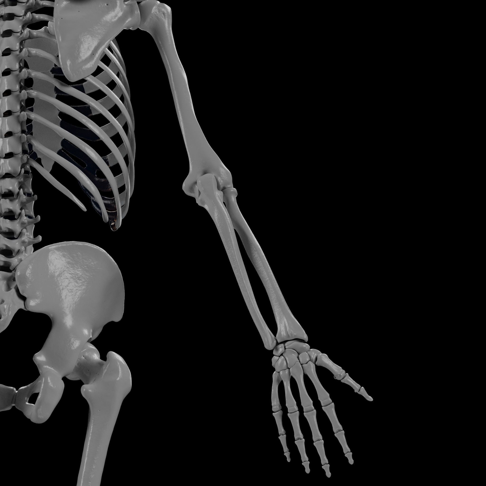 Human Skeleton - 3D Printing 3D print model_85