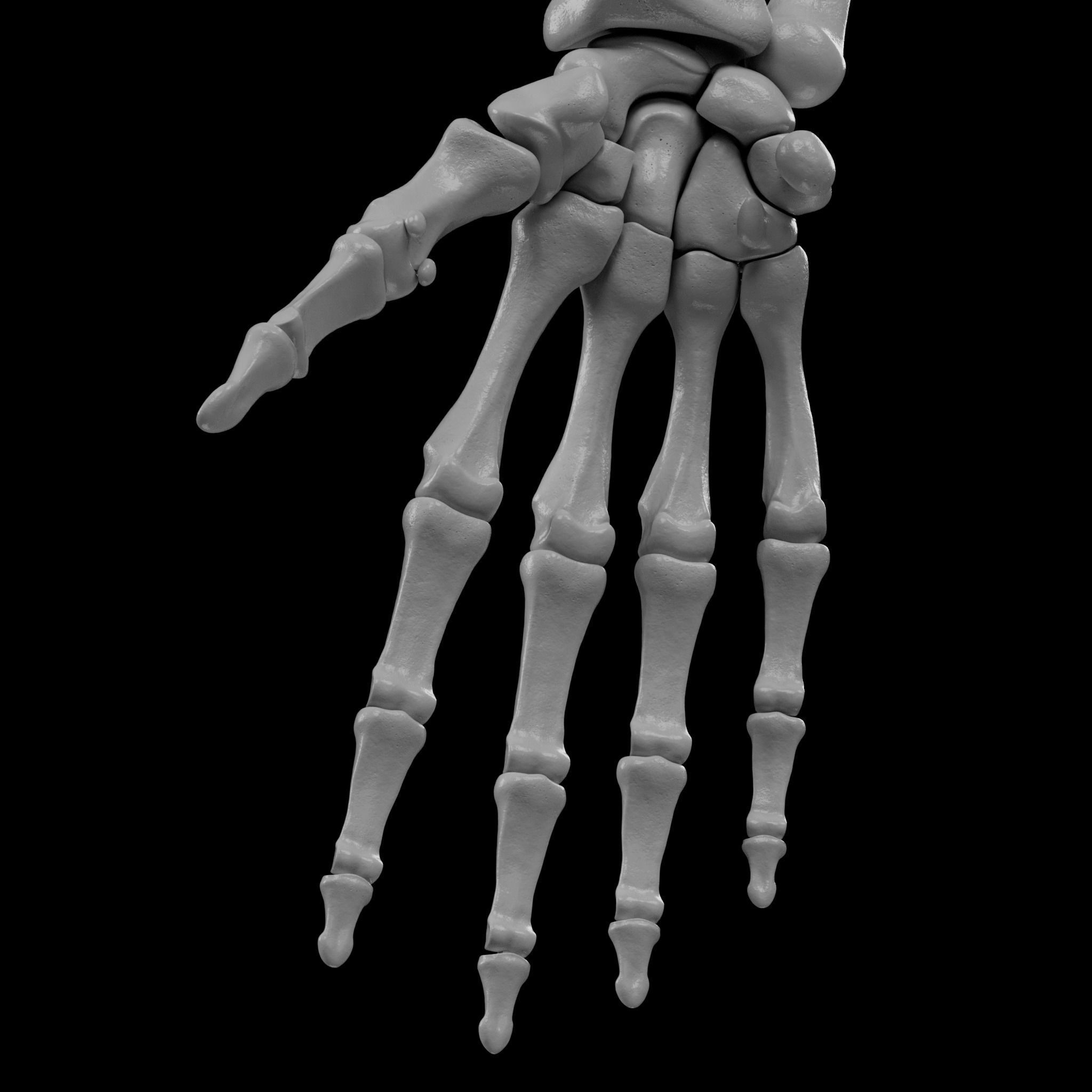 Human Skeleton - 3D Printing 3D print model_95