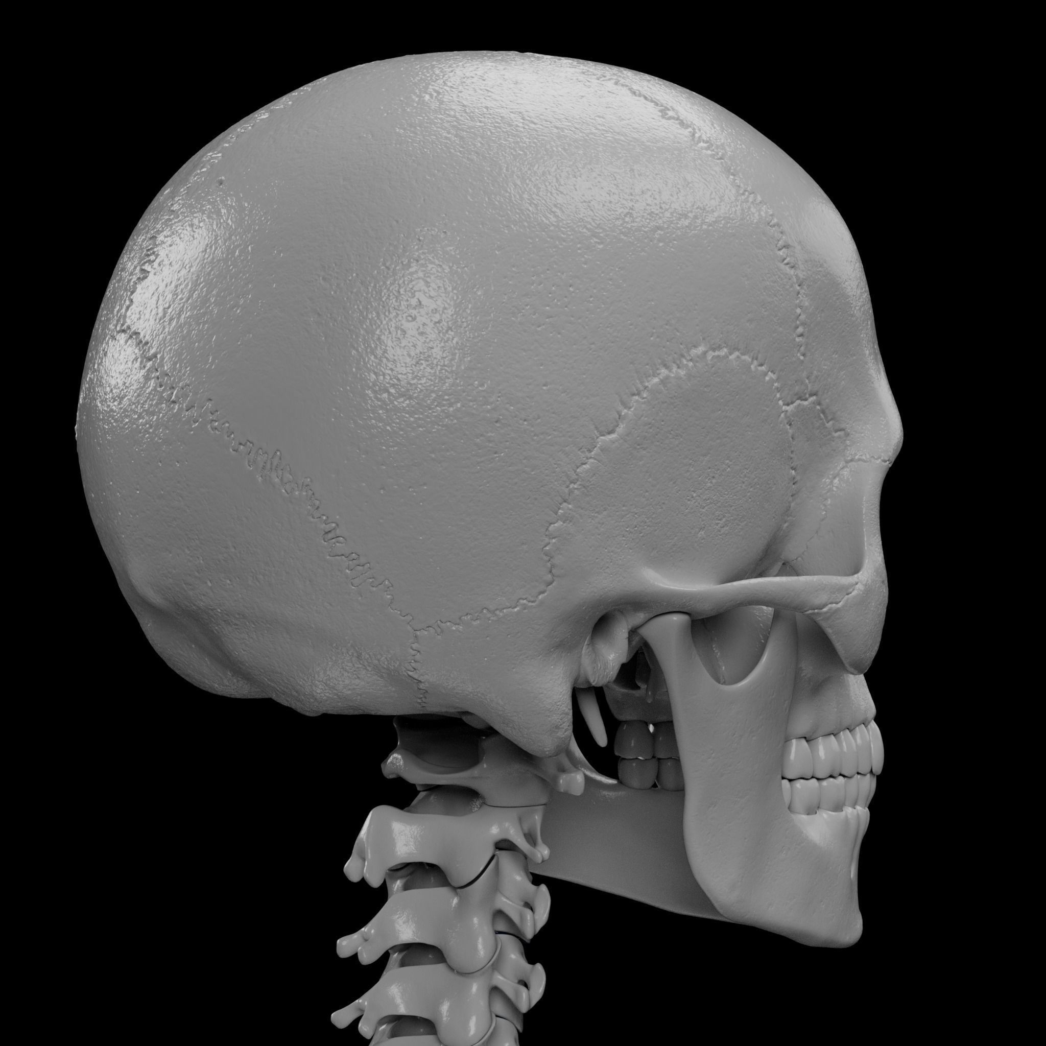 Human Skeleton - 3D Printing 3D print model_62