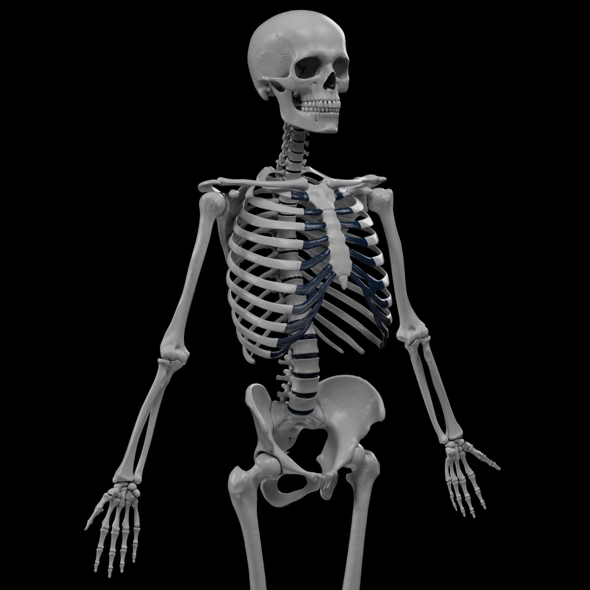 Human Skeleton - 3D Printing 3D print model_22