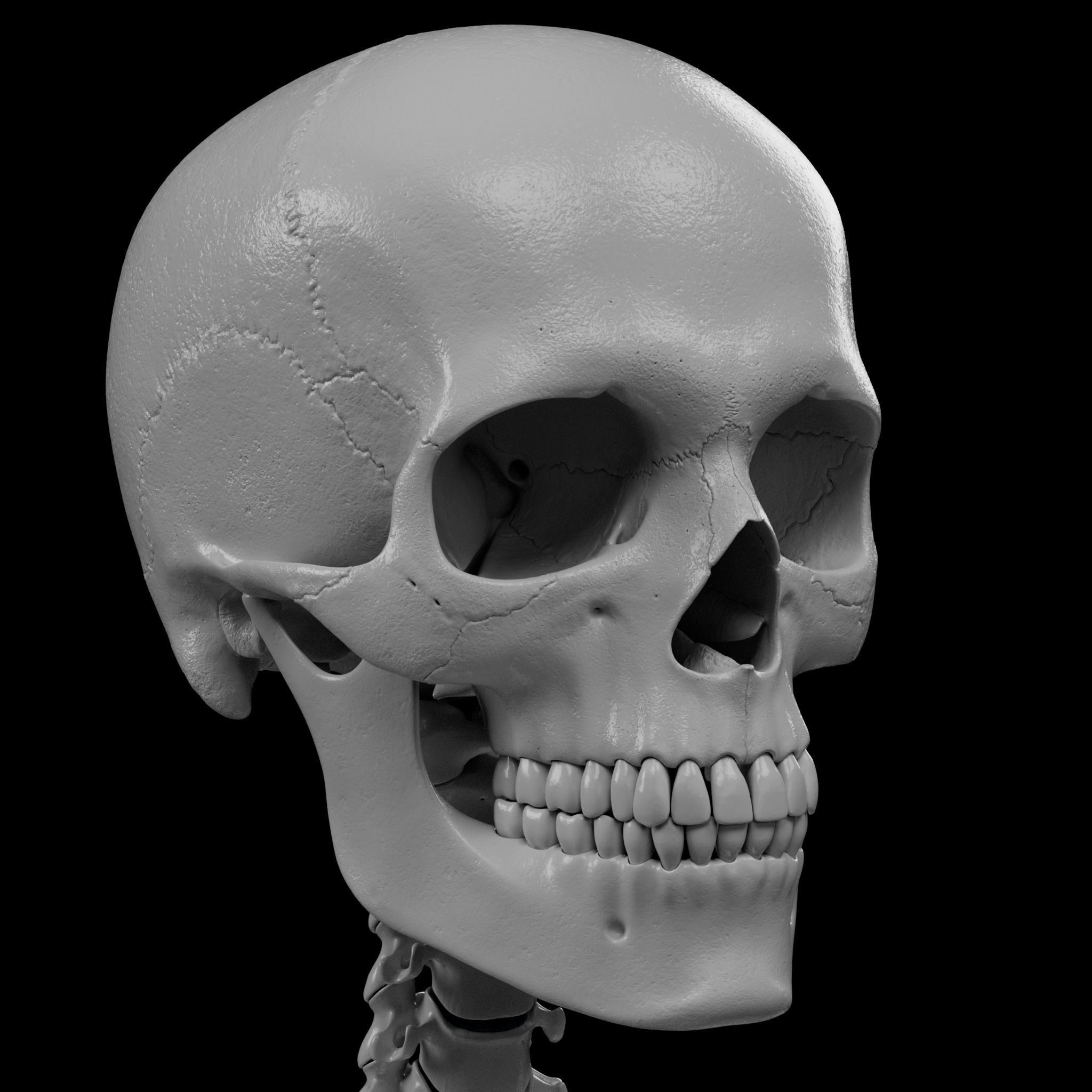Human Skeleton - 3D Printing 3D print model_59