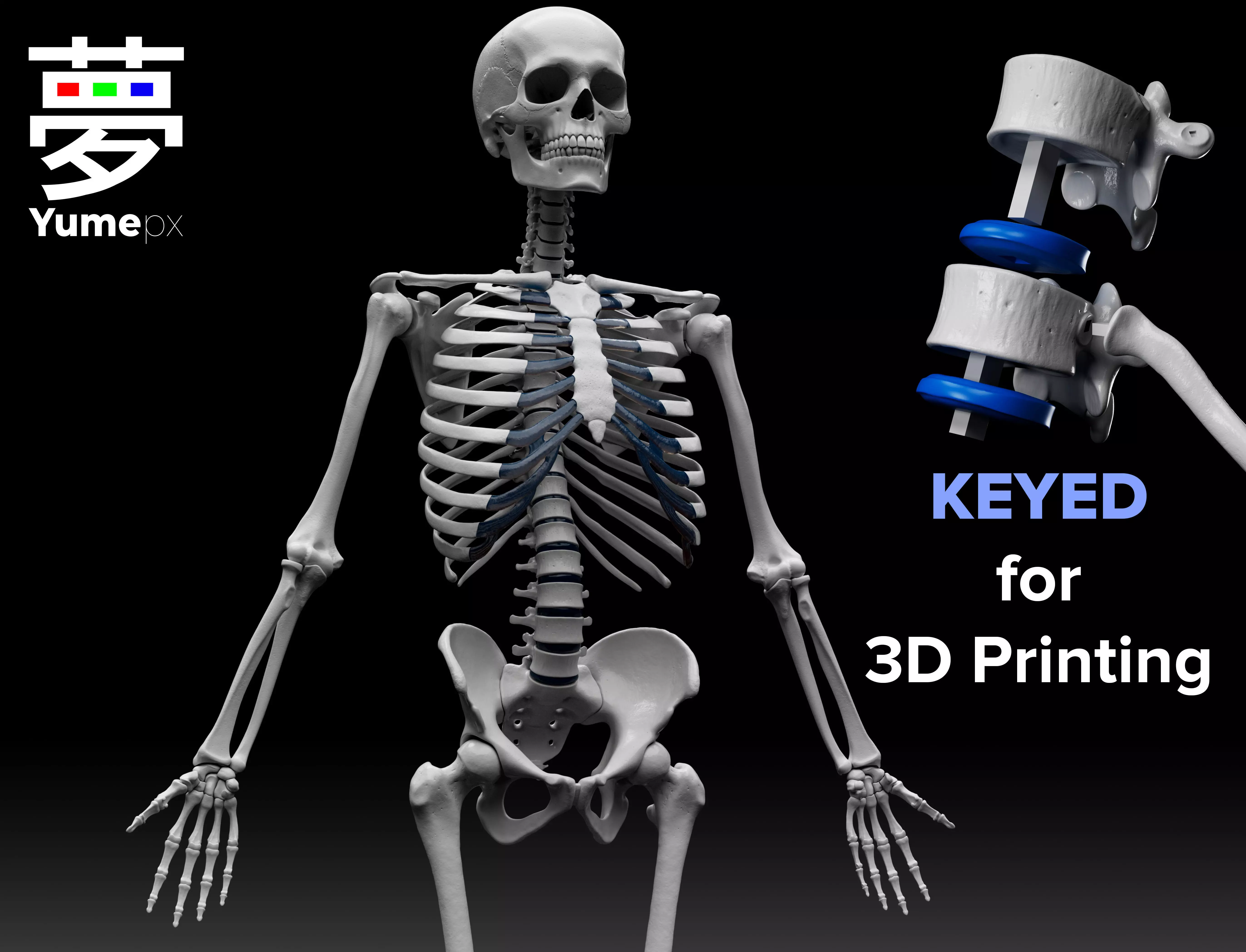 Human Skeleton - 3D Printing 3D print model_0