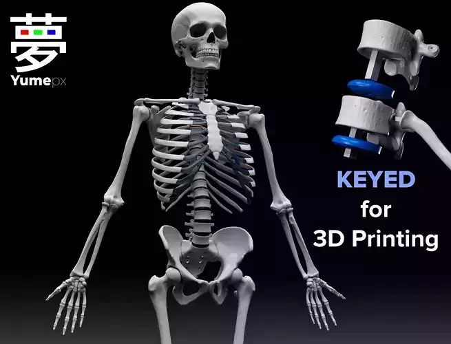 Human Skeleton - 3D Printing 3D print model