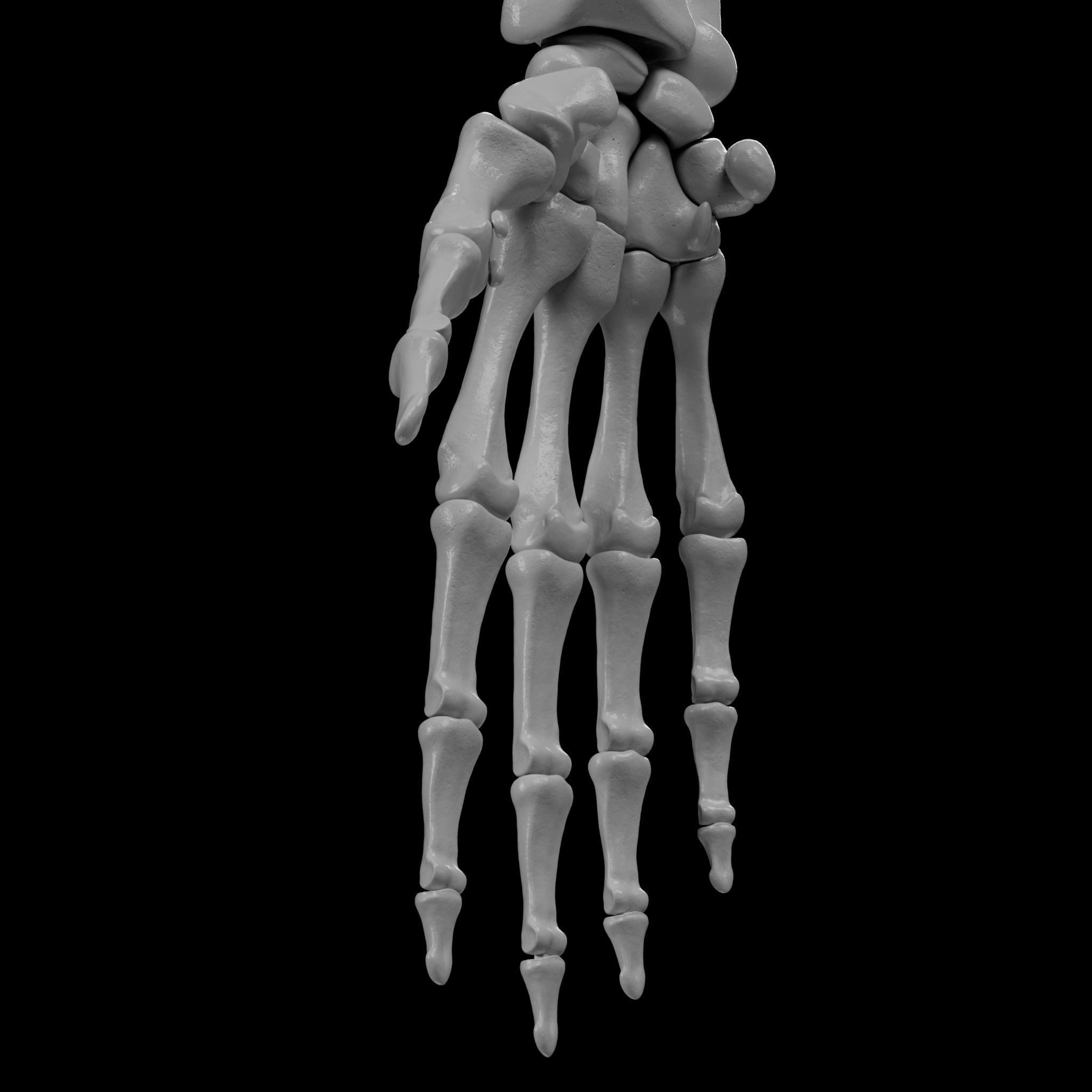 Human Skeleton - 3D Printing 3D print model_93