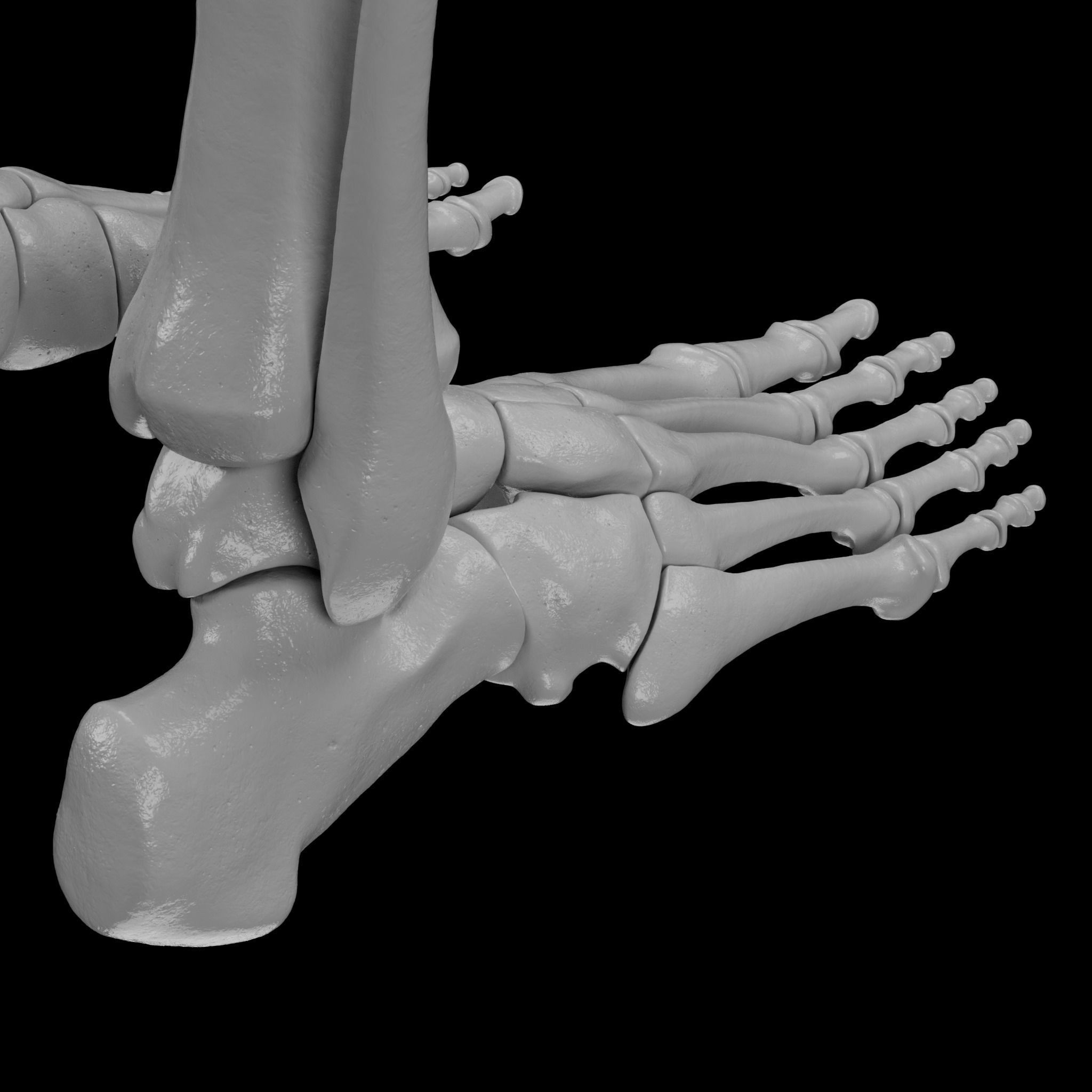 Human Skeleton - 3D Printing 3D print model_138