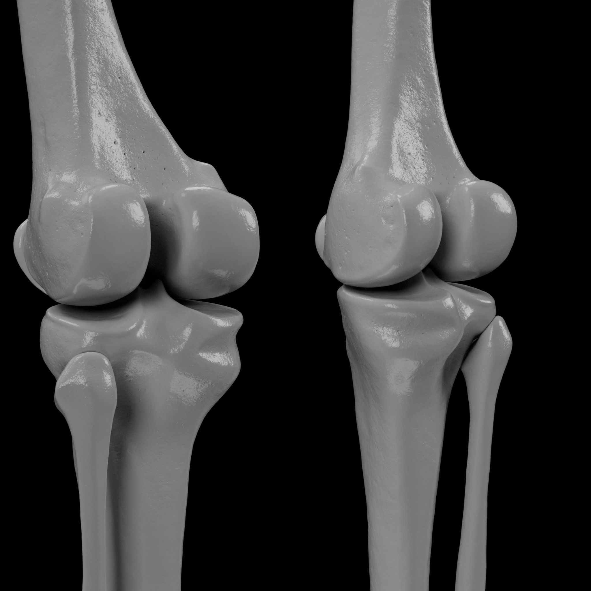 Human Skeleton - 3D Printing 3D print model_133