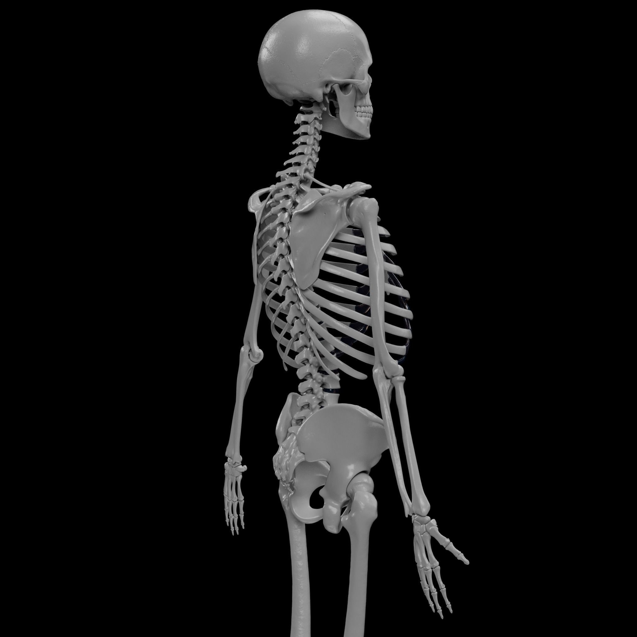 Human Skeleton - 3D Printing 3D print model_24