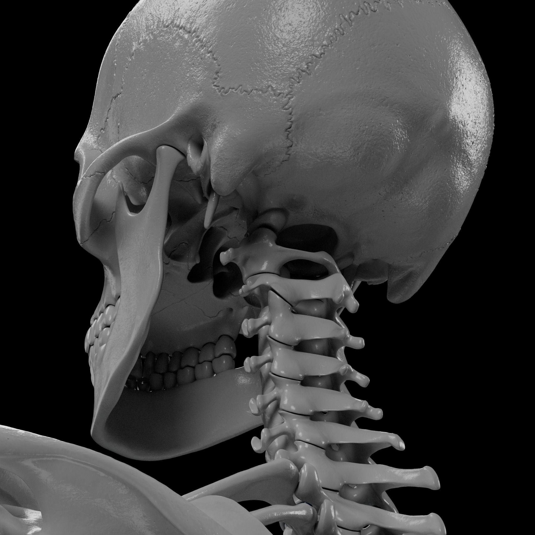 Human Skeleton - 3D Printing 3D print model_33