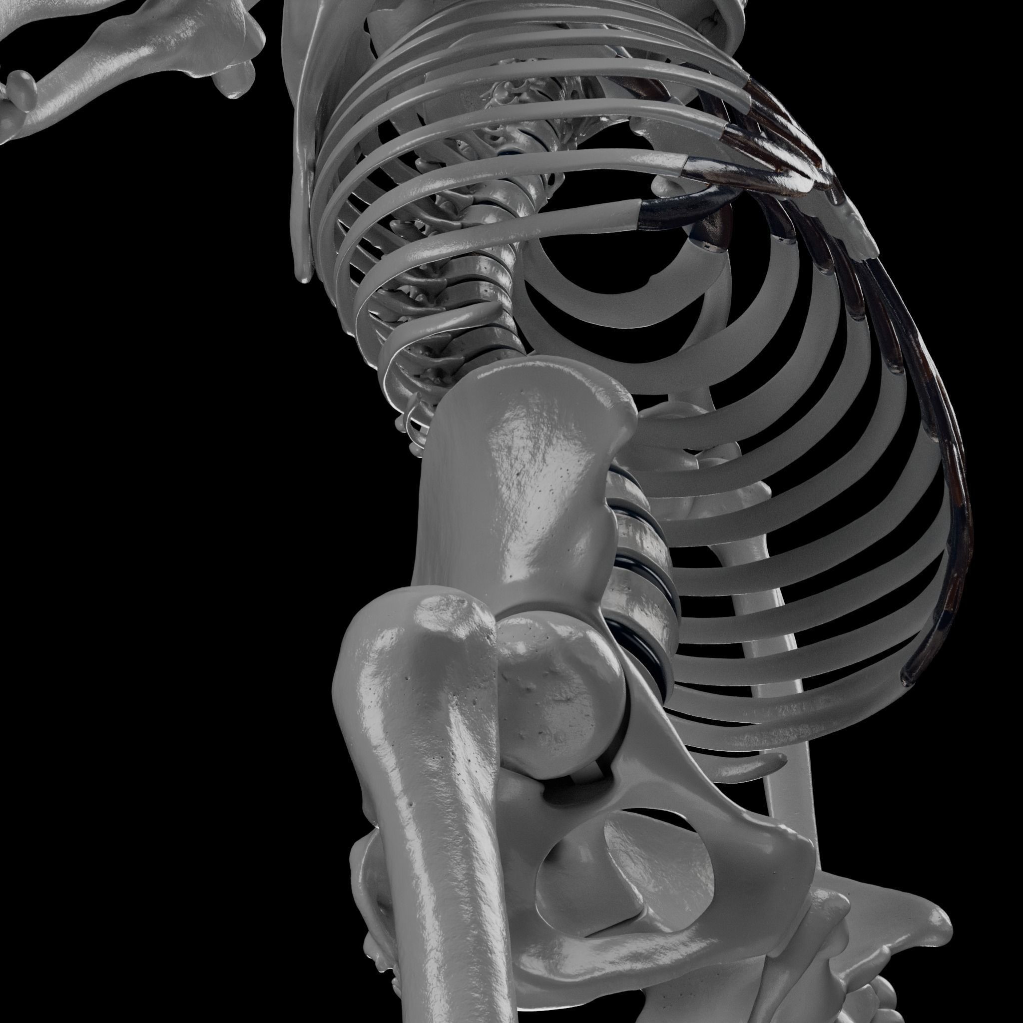 Human Skeleton - 3D Printing 3D print model_58