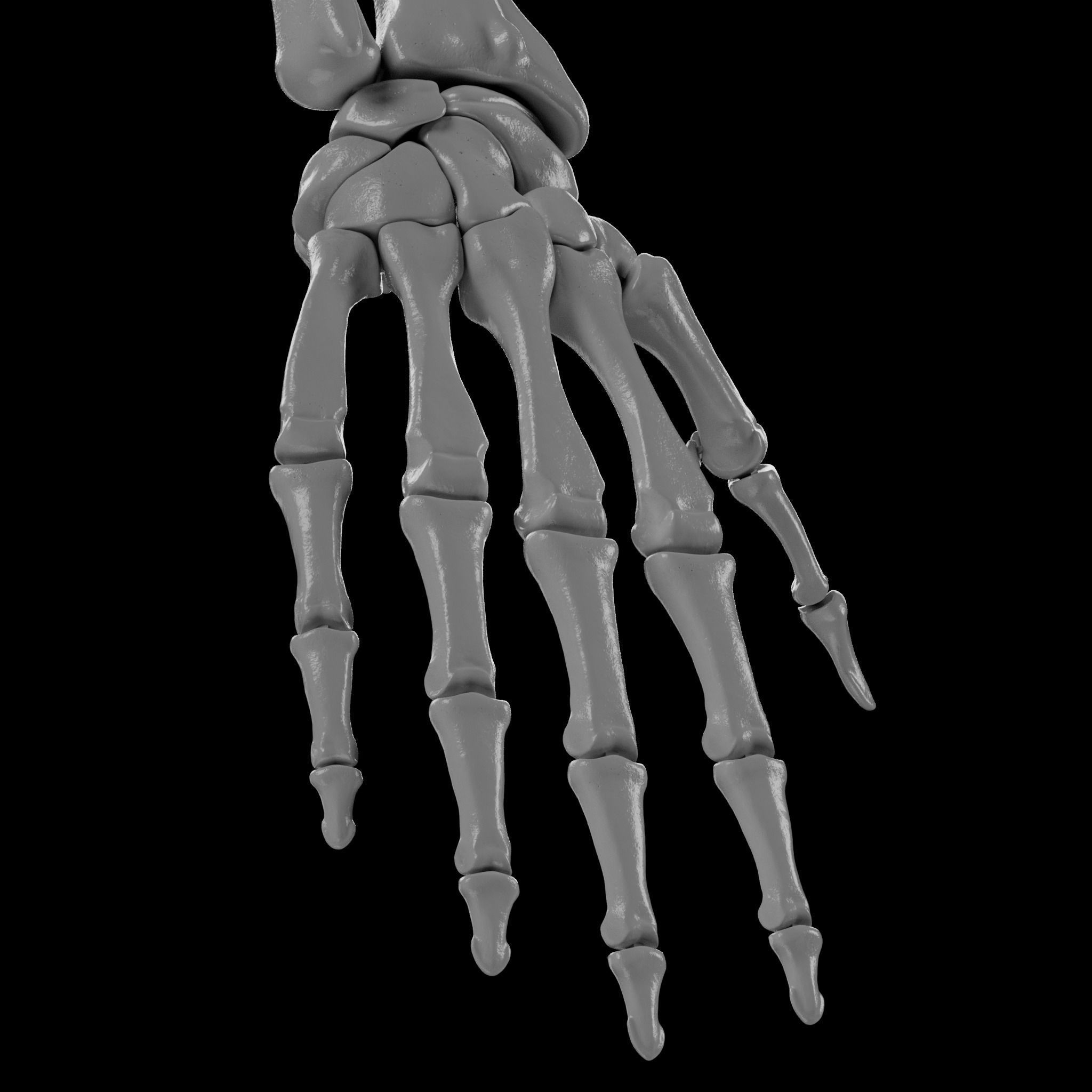 Human Skeleton - 3D Printing 3D print model_89