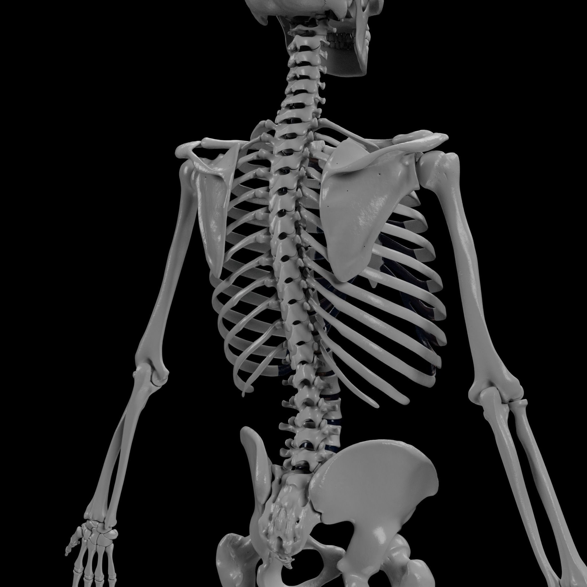 Human Skeleton - 3D Printing 3D print model_49