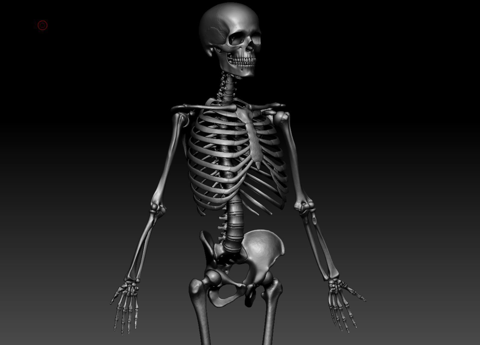 Human Skeleton - 3D Printing 3D print model_147