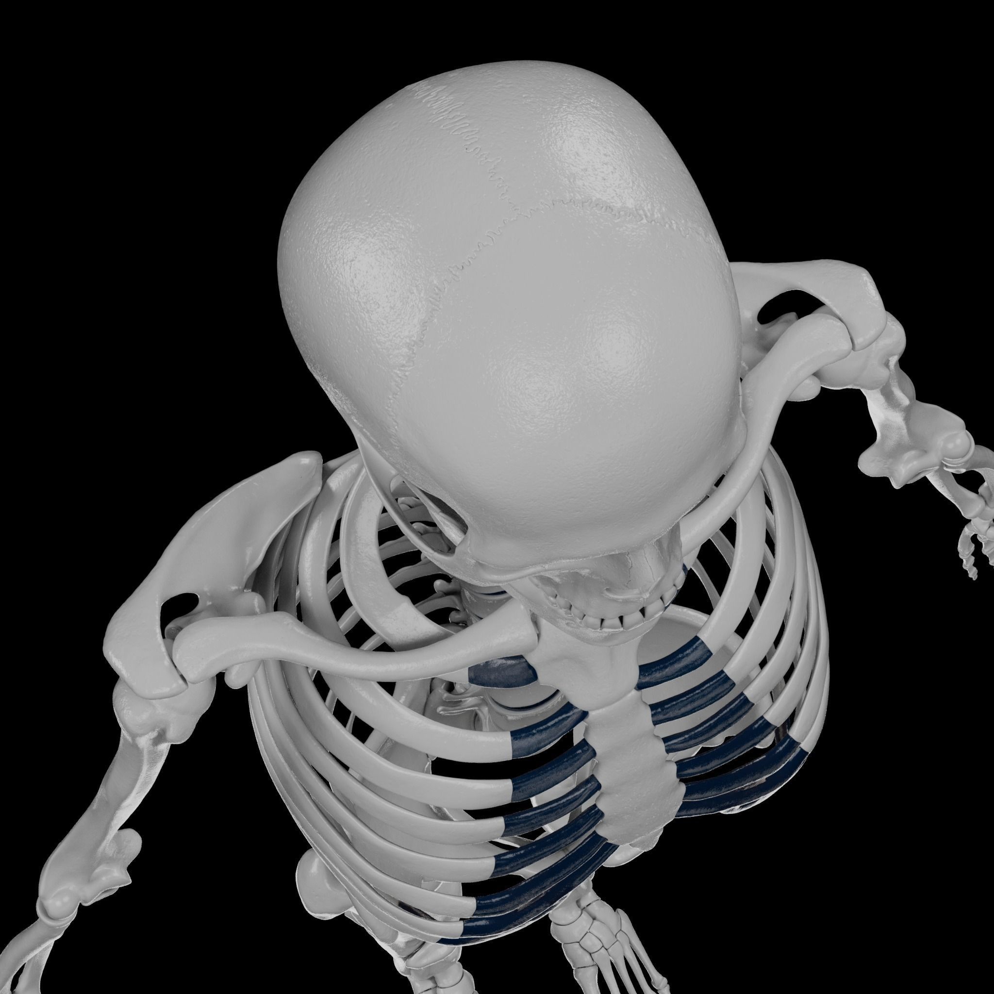 Human Skeleton - 3D Printing 3D print model_50