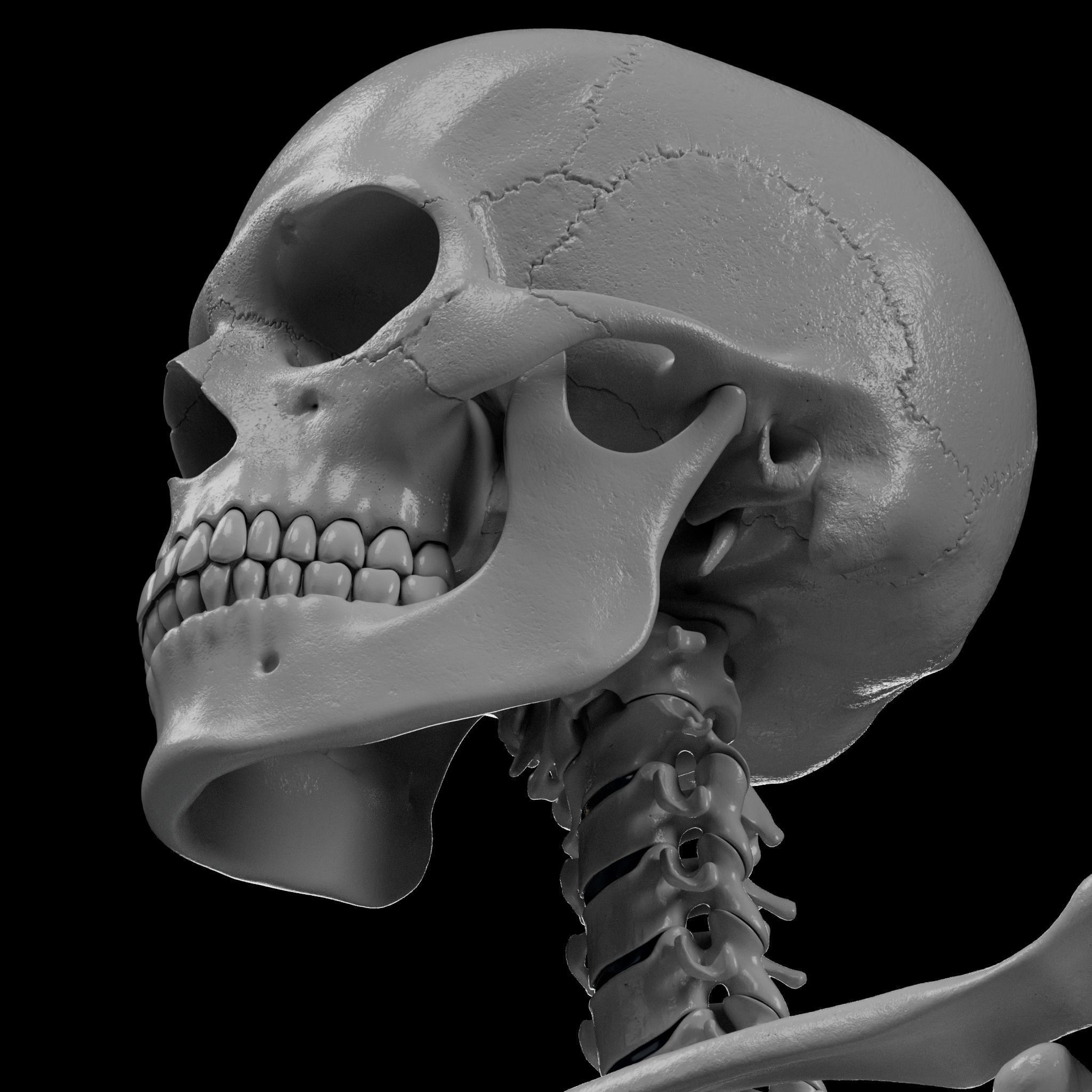 Human Skeleton - 3D Printing 3D model 3D printable | CGTrader