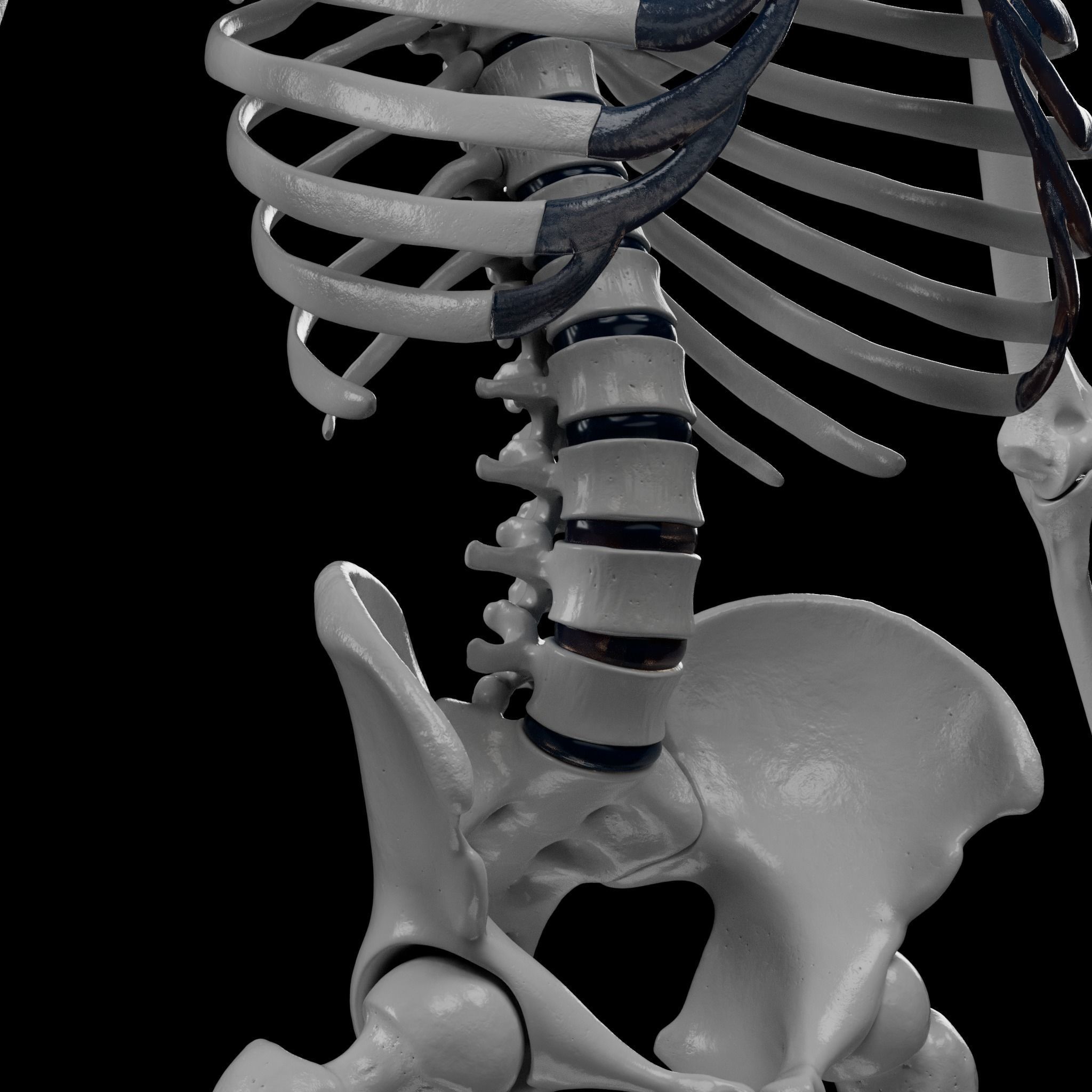 Human Skeleton - 3D Printing 3D print model_51