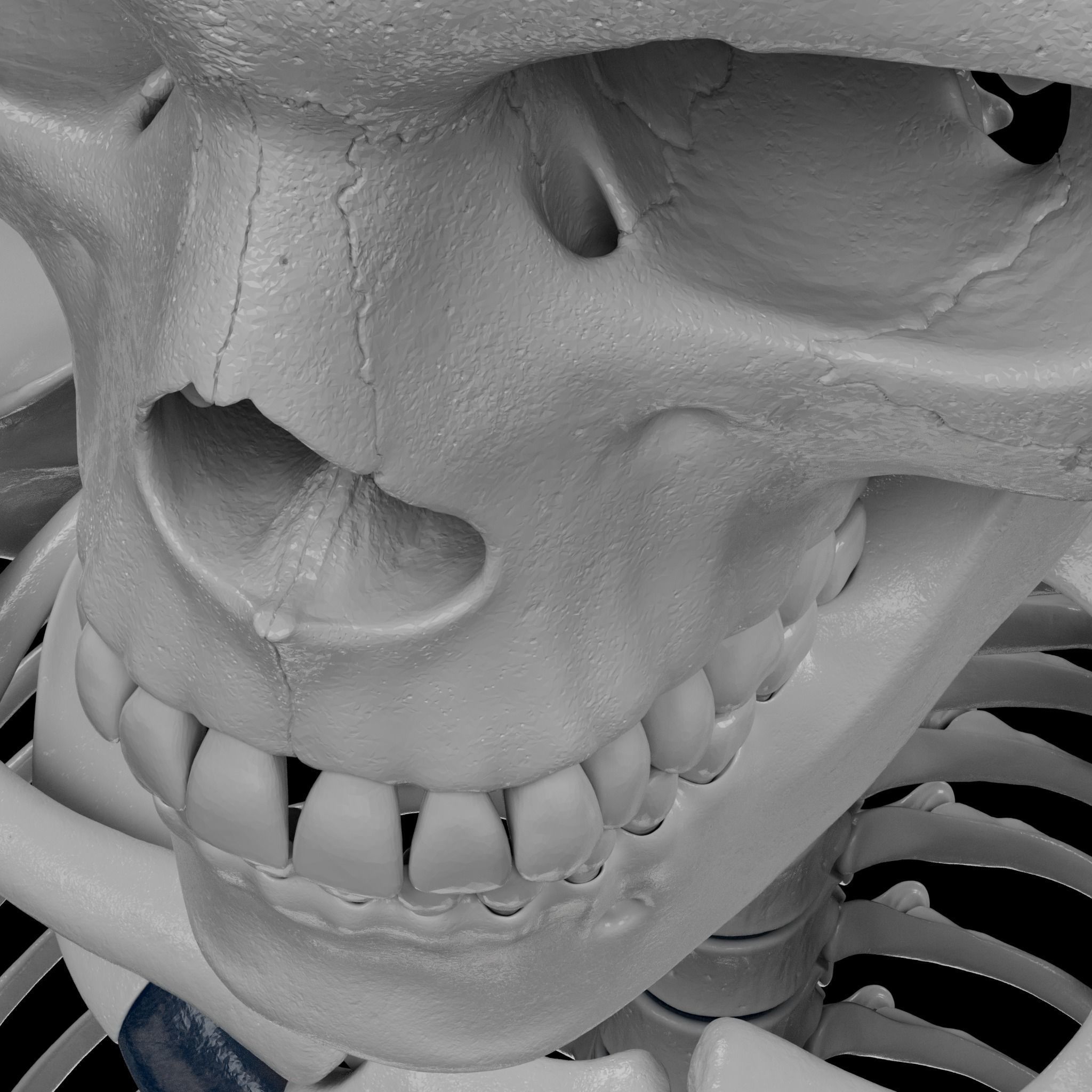 Human Skeleton - 3D Printing 3D print model_77
