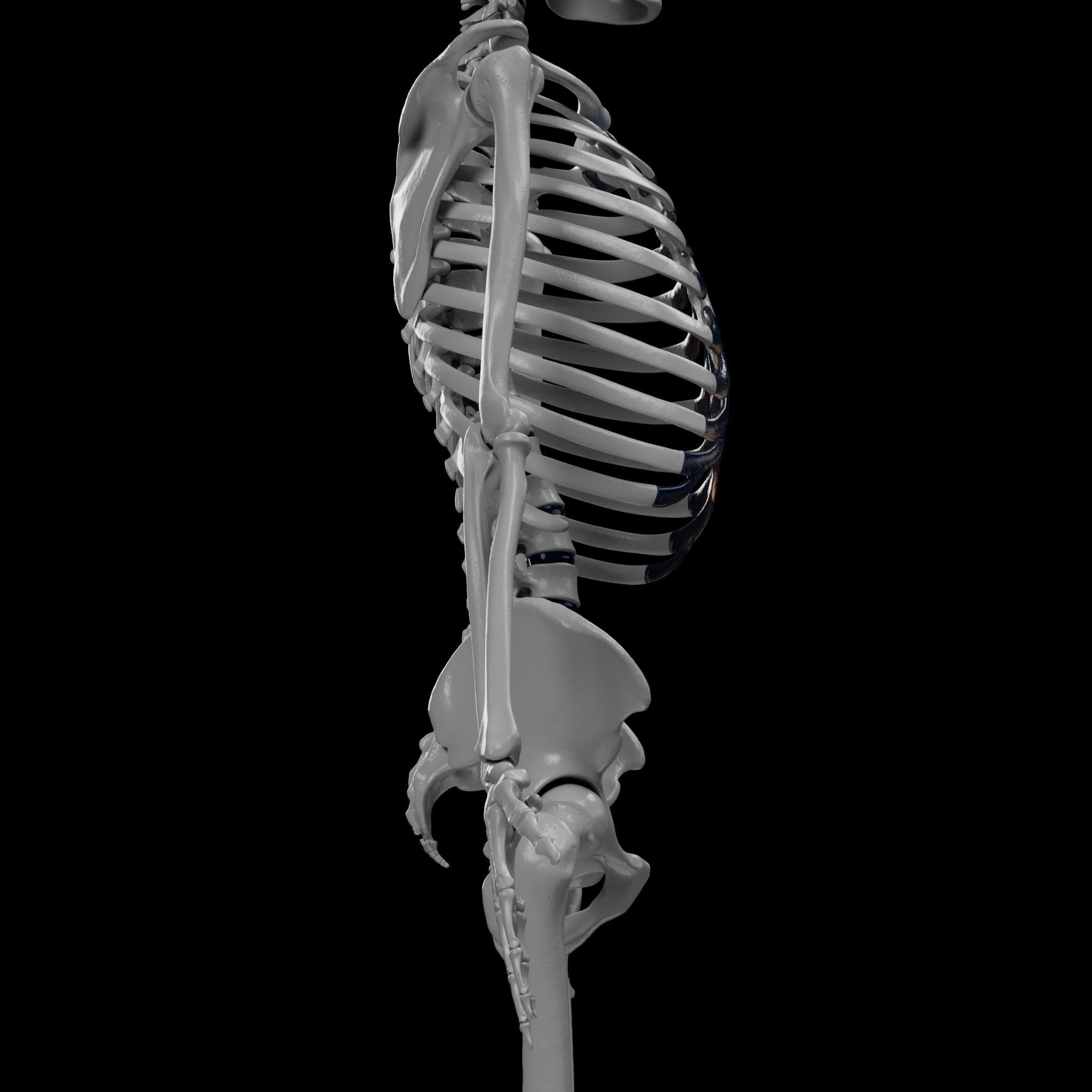 Human Skeleton - 3D Printing 3D print model_79