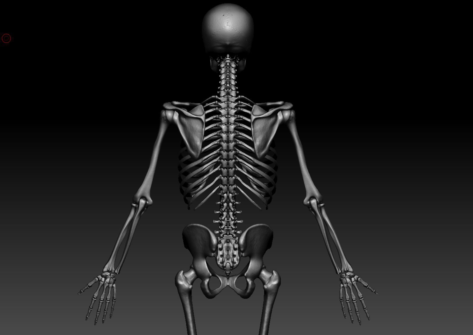 Human Skeleton - 3D Printing 3D print model_140