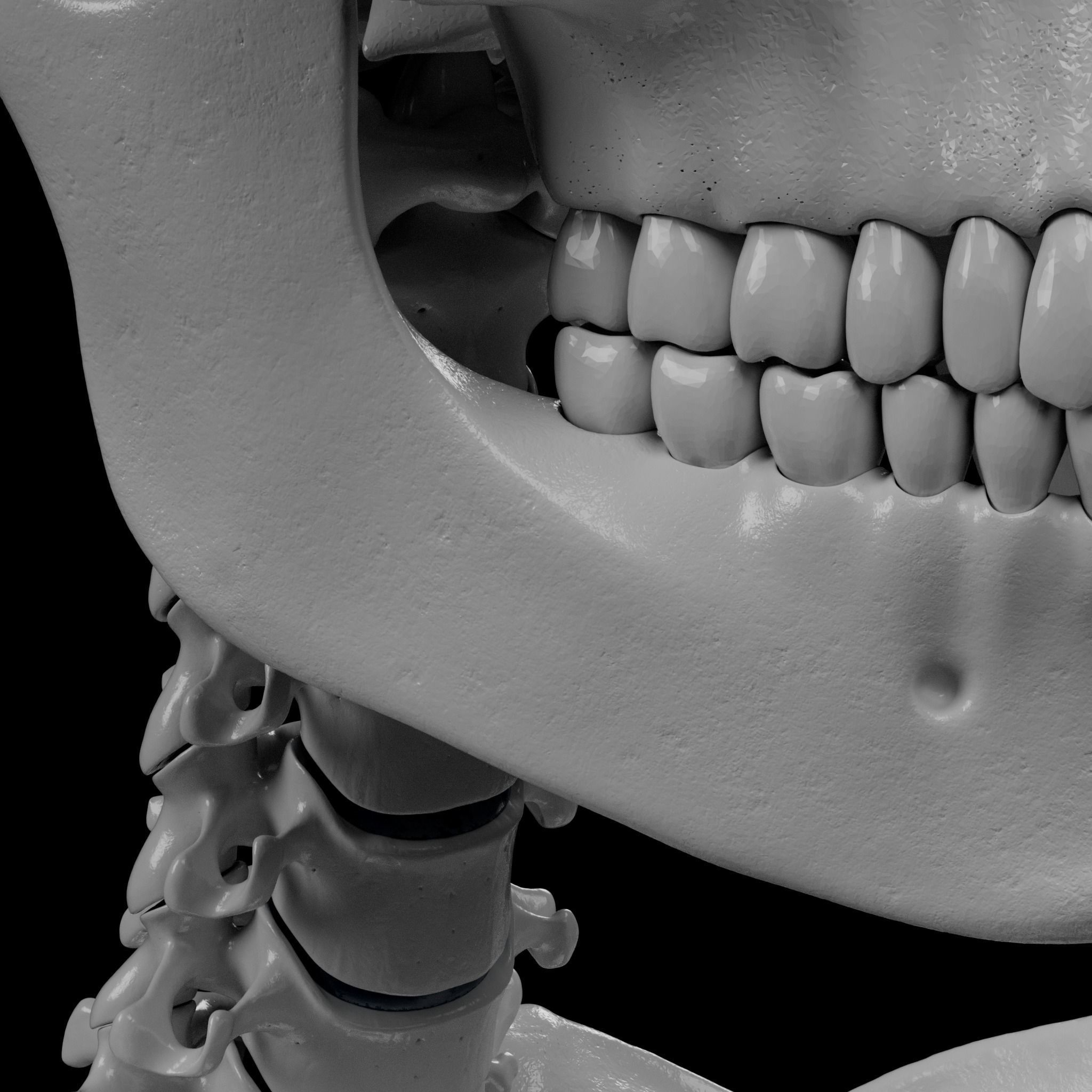 Human Skeleton - 3D Printing 3D print model_75