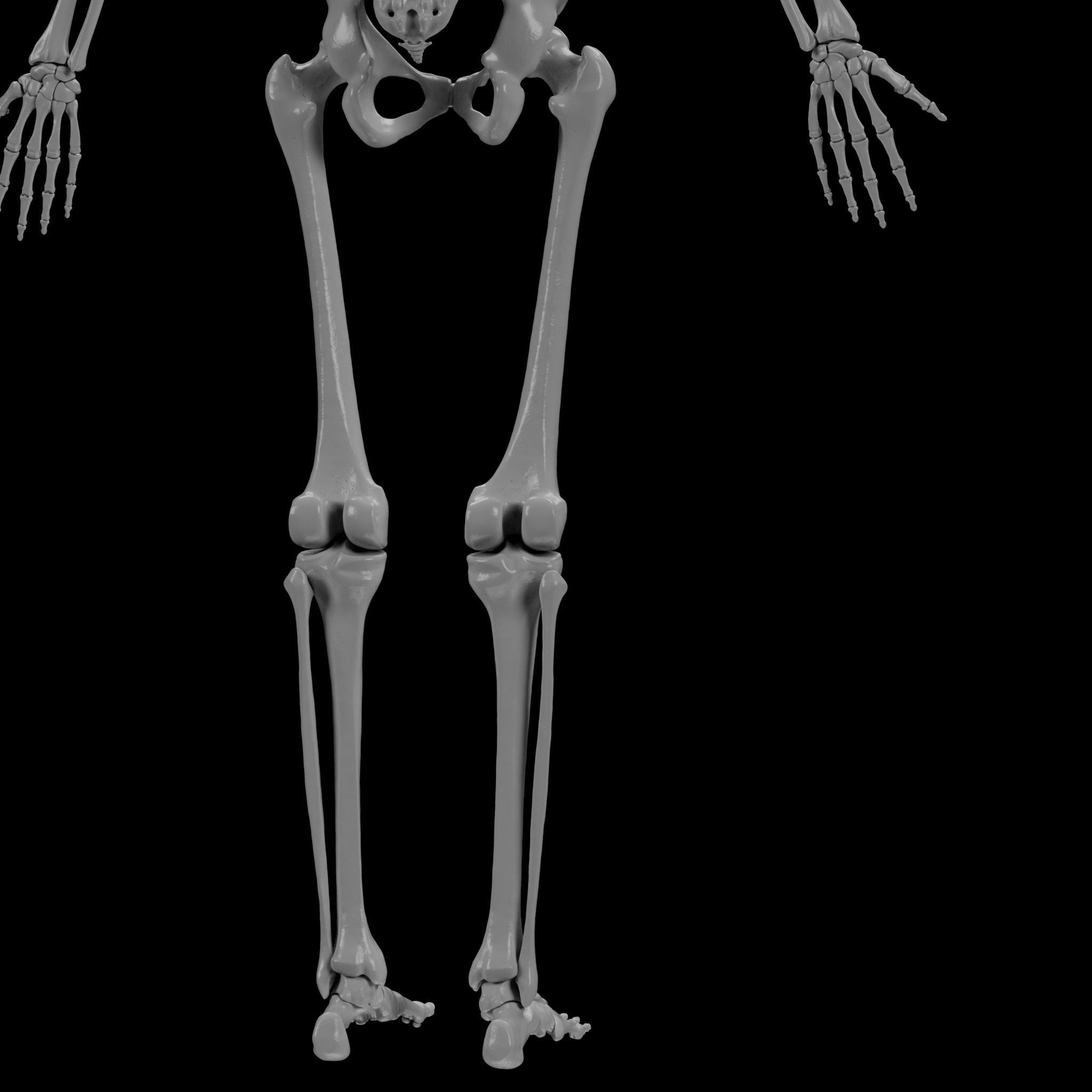 Human Skeleton - 3D Printing 3D print model_97