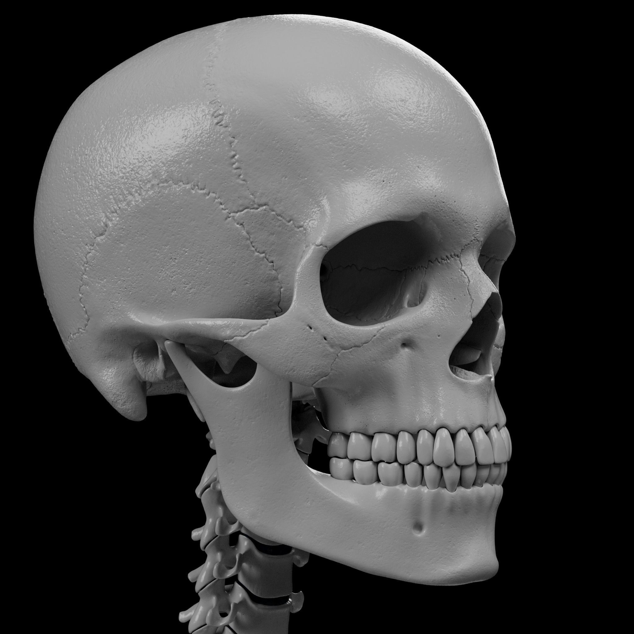 Human Skeleton - 3D Printing 3D print model_63