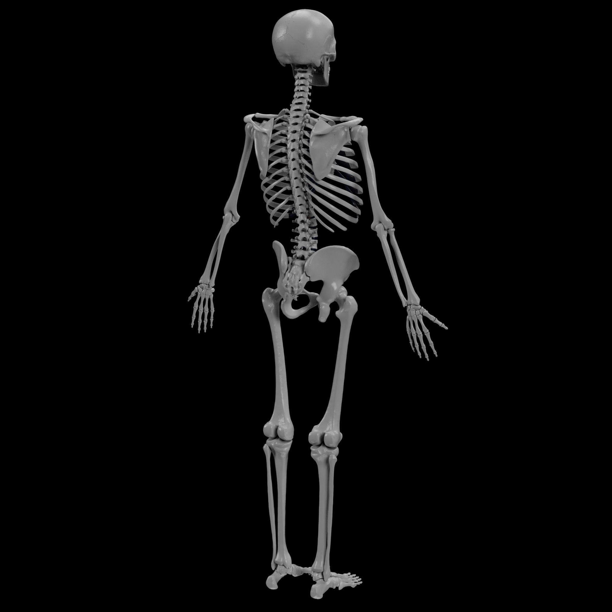 Human Skeleton - 3D Printing 3D print model_29