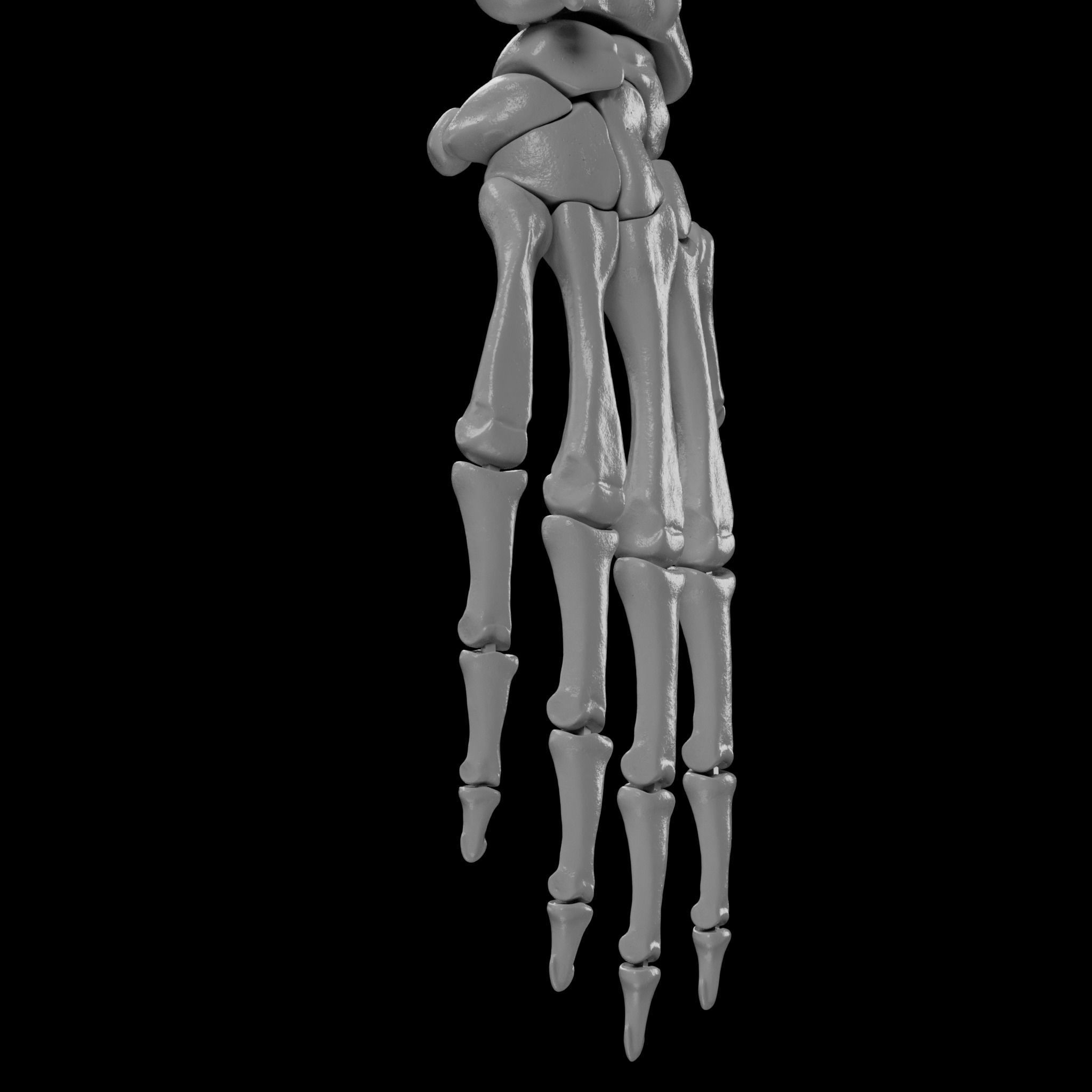 Human Skeleton - 3D Printing 3D print model_91