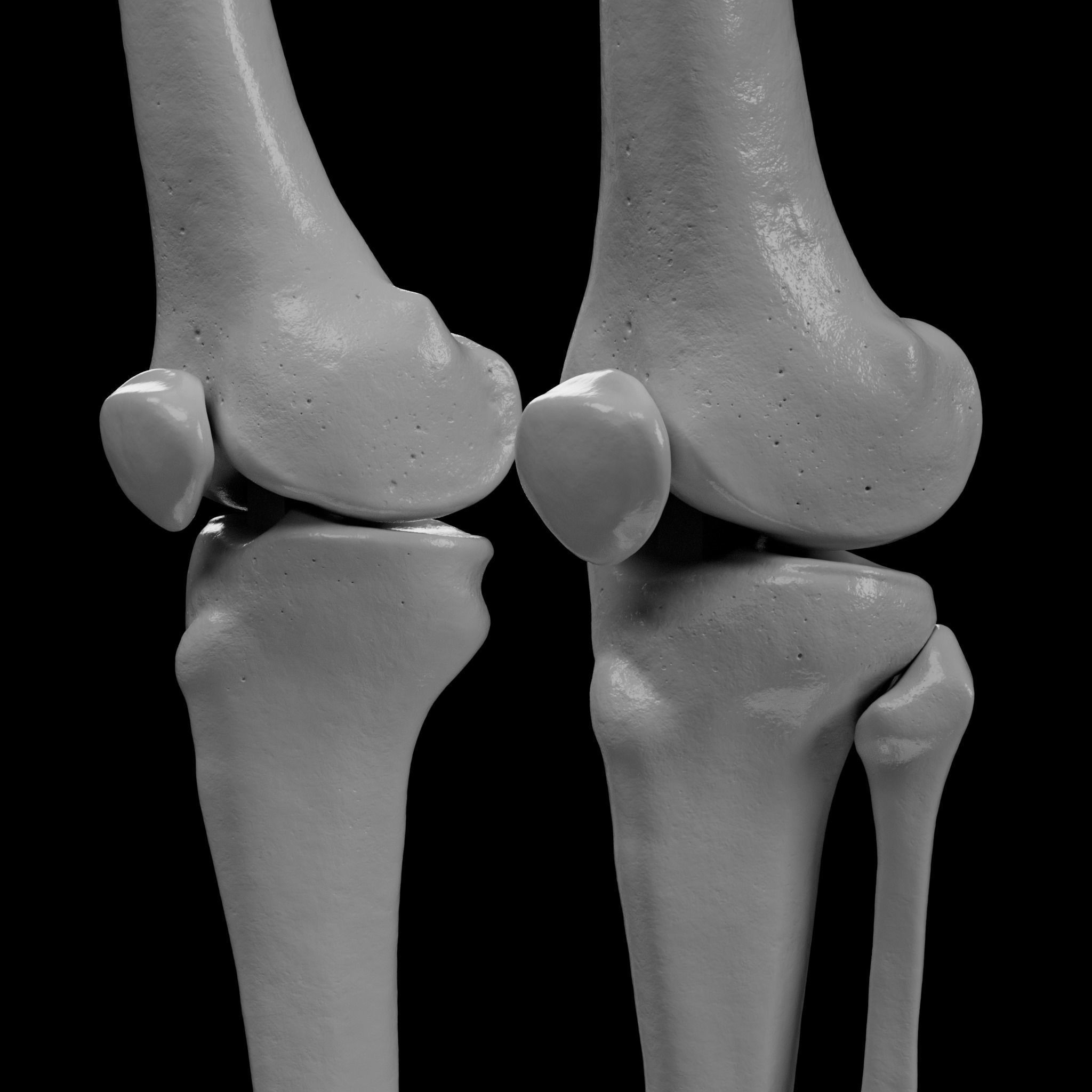 Human Skeleton - 3D Printing 3D print model_132