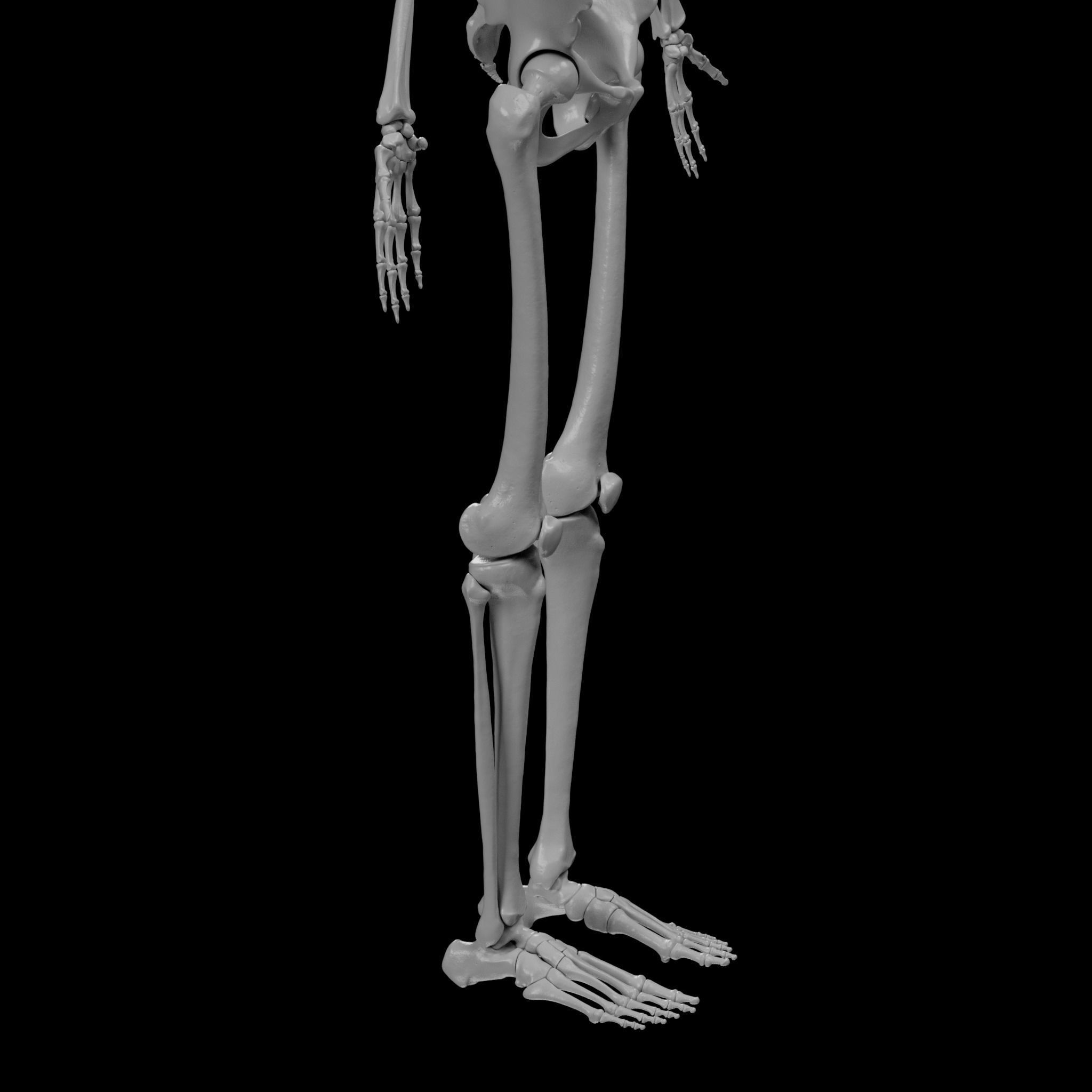 Human Skeleton - 3D Printing 3D print model_100