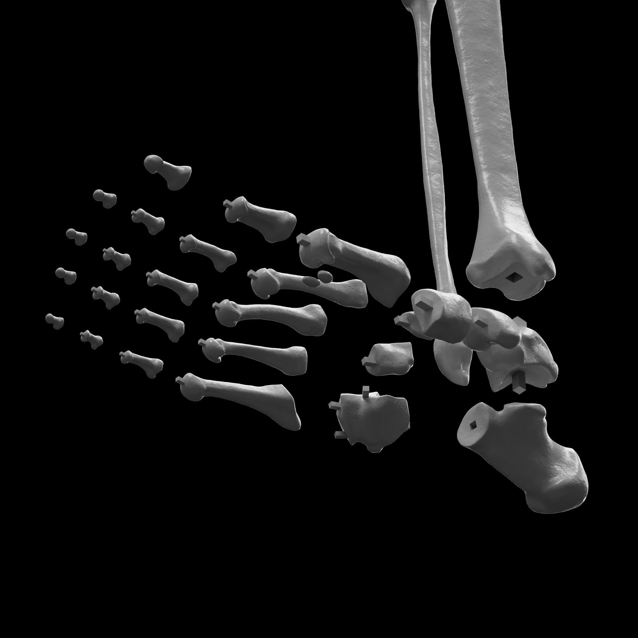Human Skeleton - 3D Printing 3D print model_15
