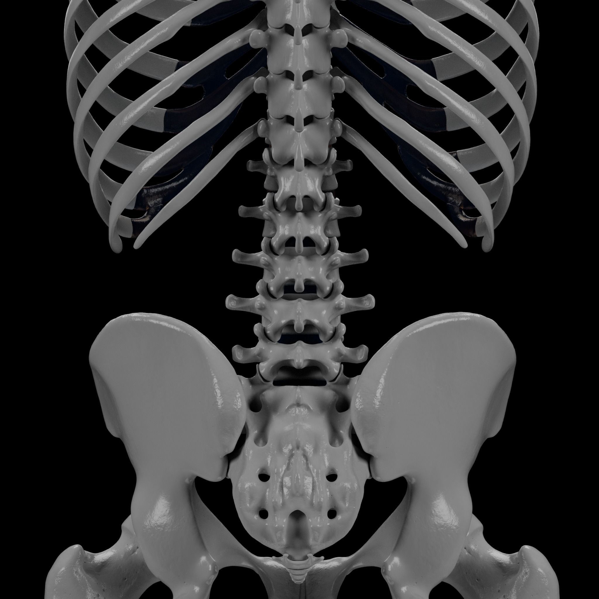 Human Skeleton - 3D Printing 3D print model_61