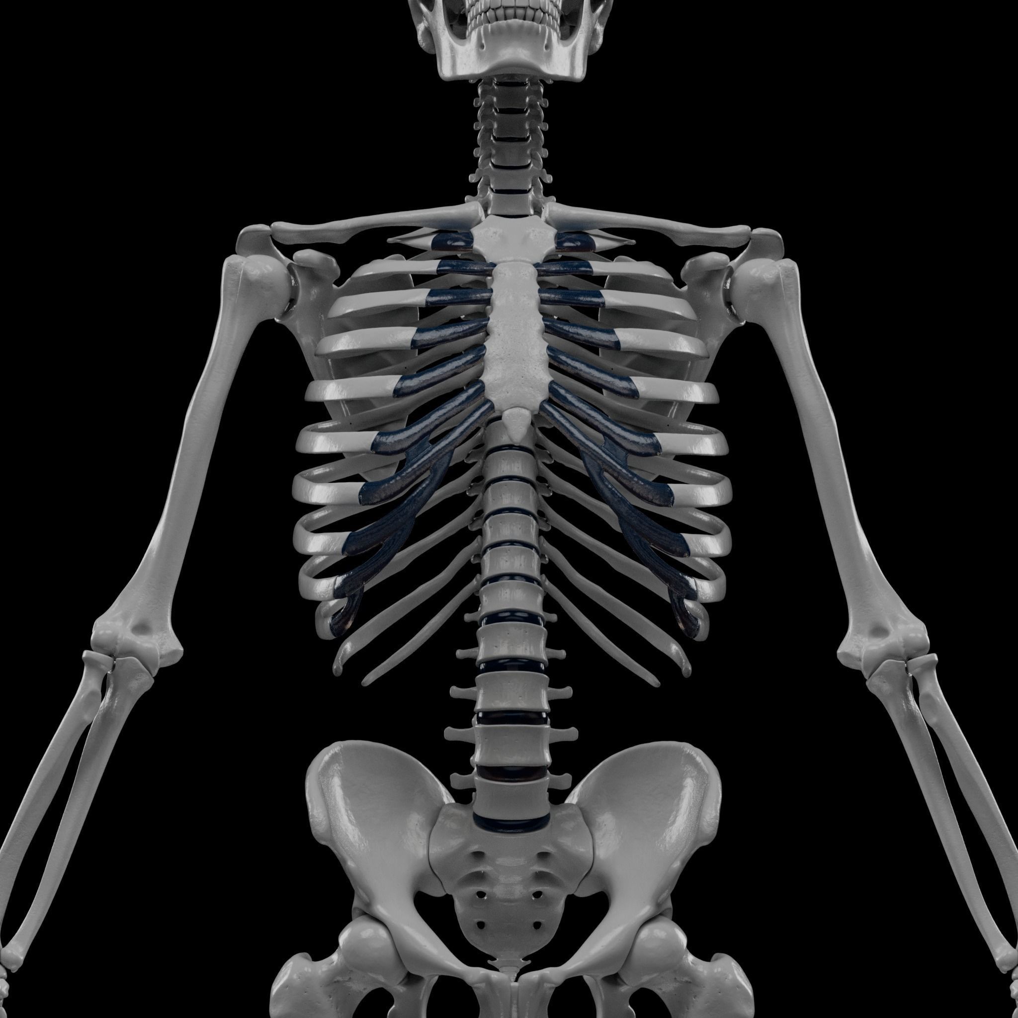 Human Skeleton - 3D Printing 3D print model_45