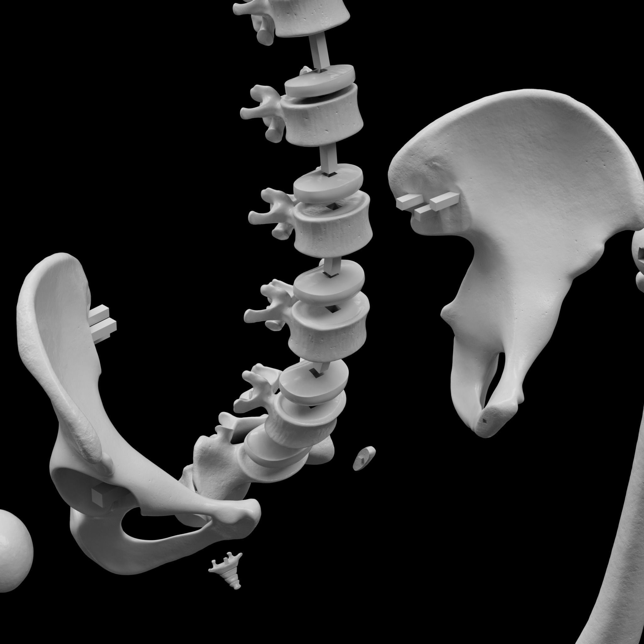 Human Skeleton - 3D Printing 3D print model_12