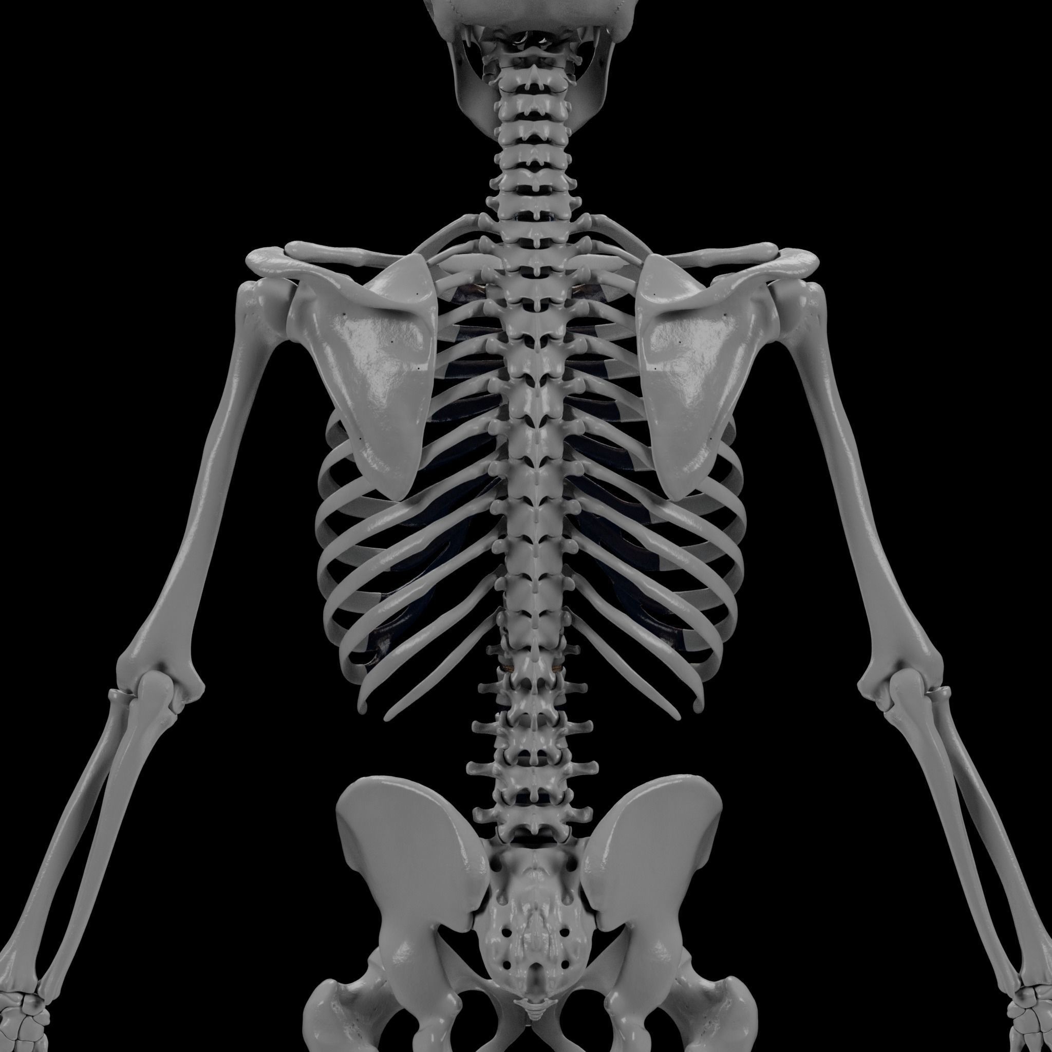 Human Skeleton - 3D Printing 3D print model_43