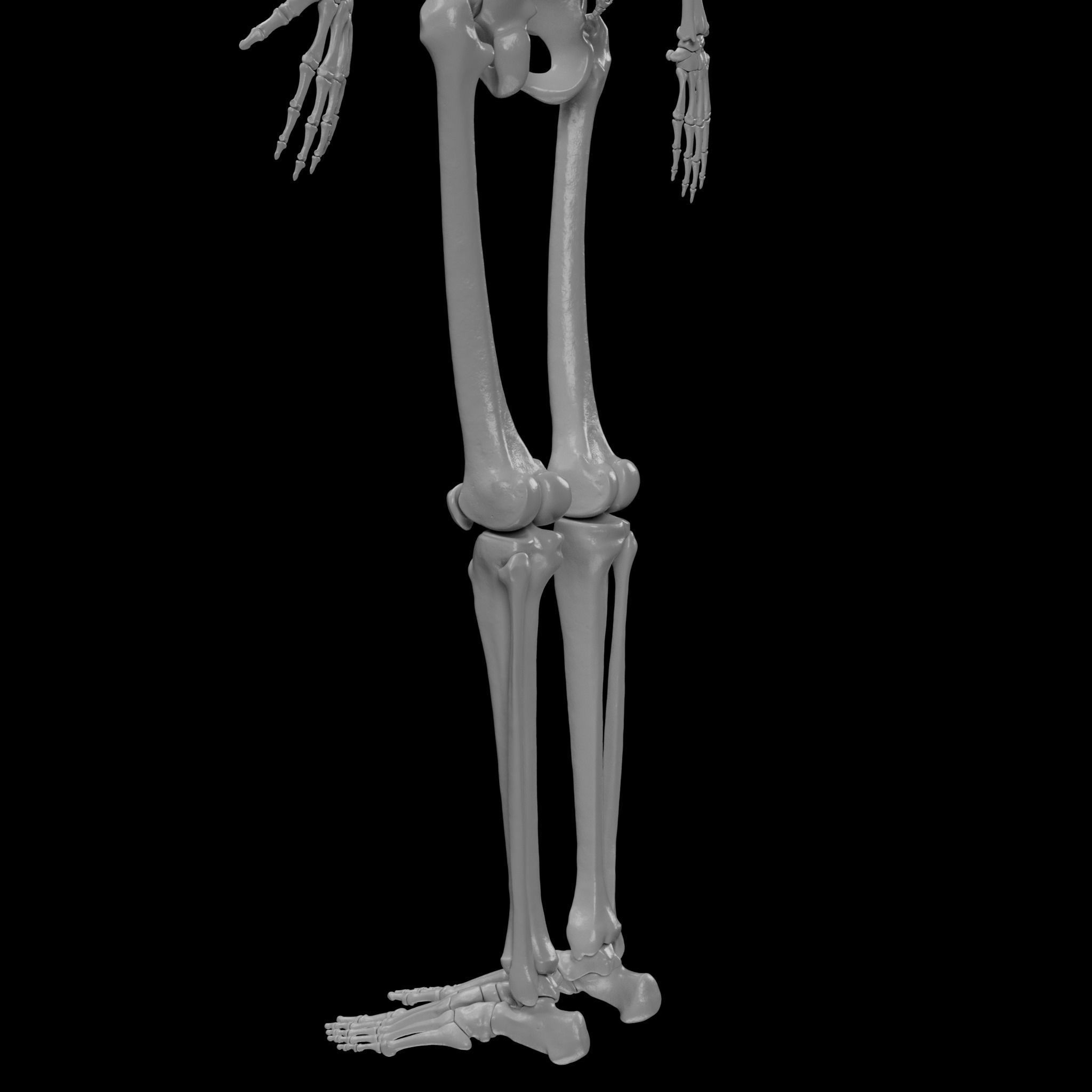 Human Skeleton - 3D Printing 3D print model_101