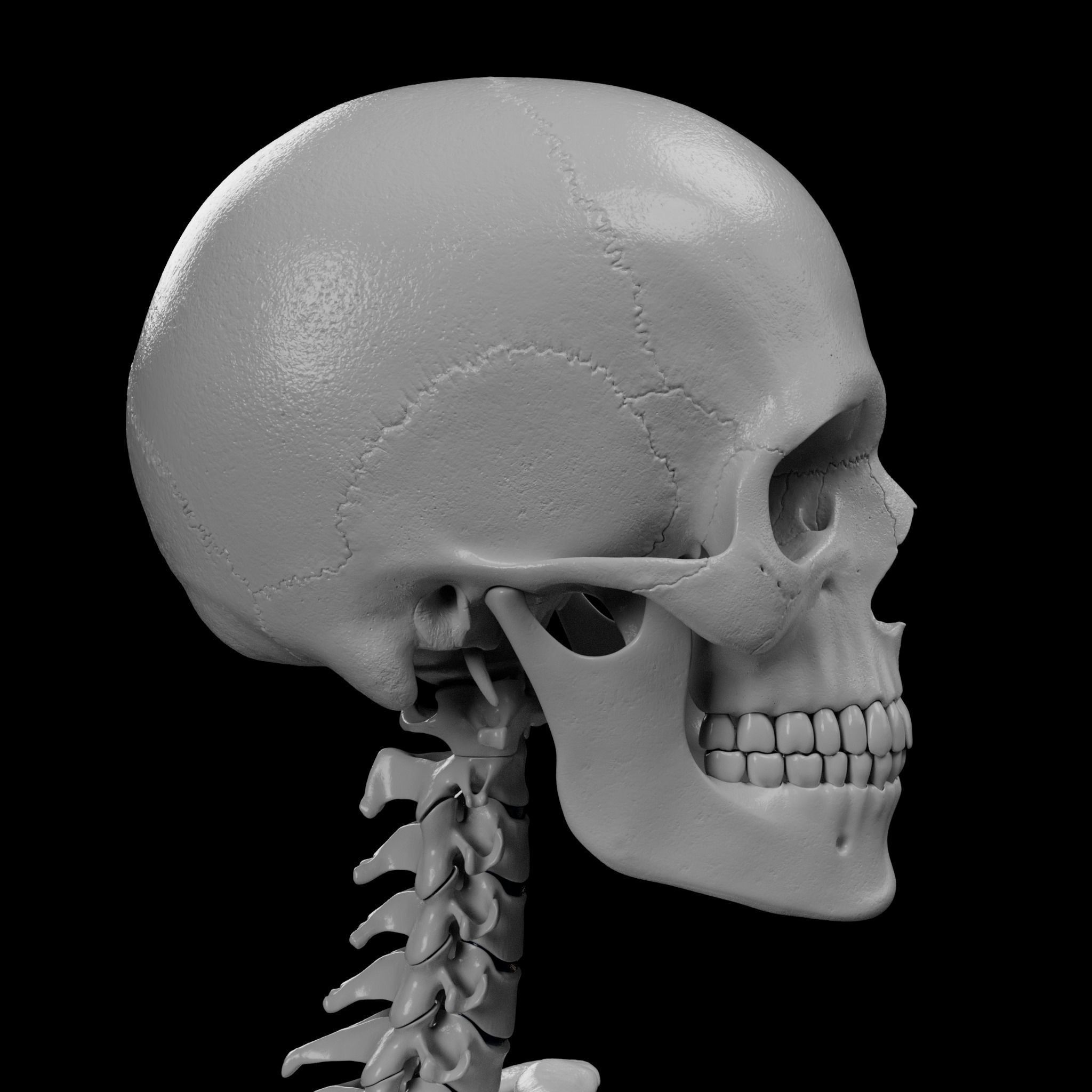 Human Skeleton - 3D Printing 3D print model_38