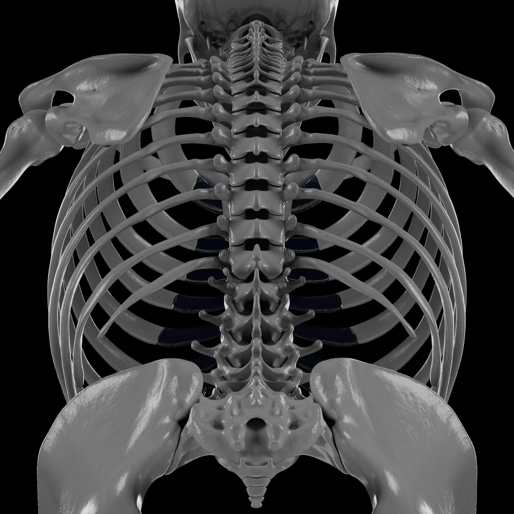 Human Skeleton - 3D Printing 3D print model_71