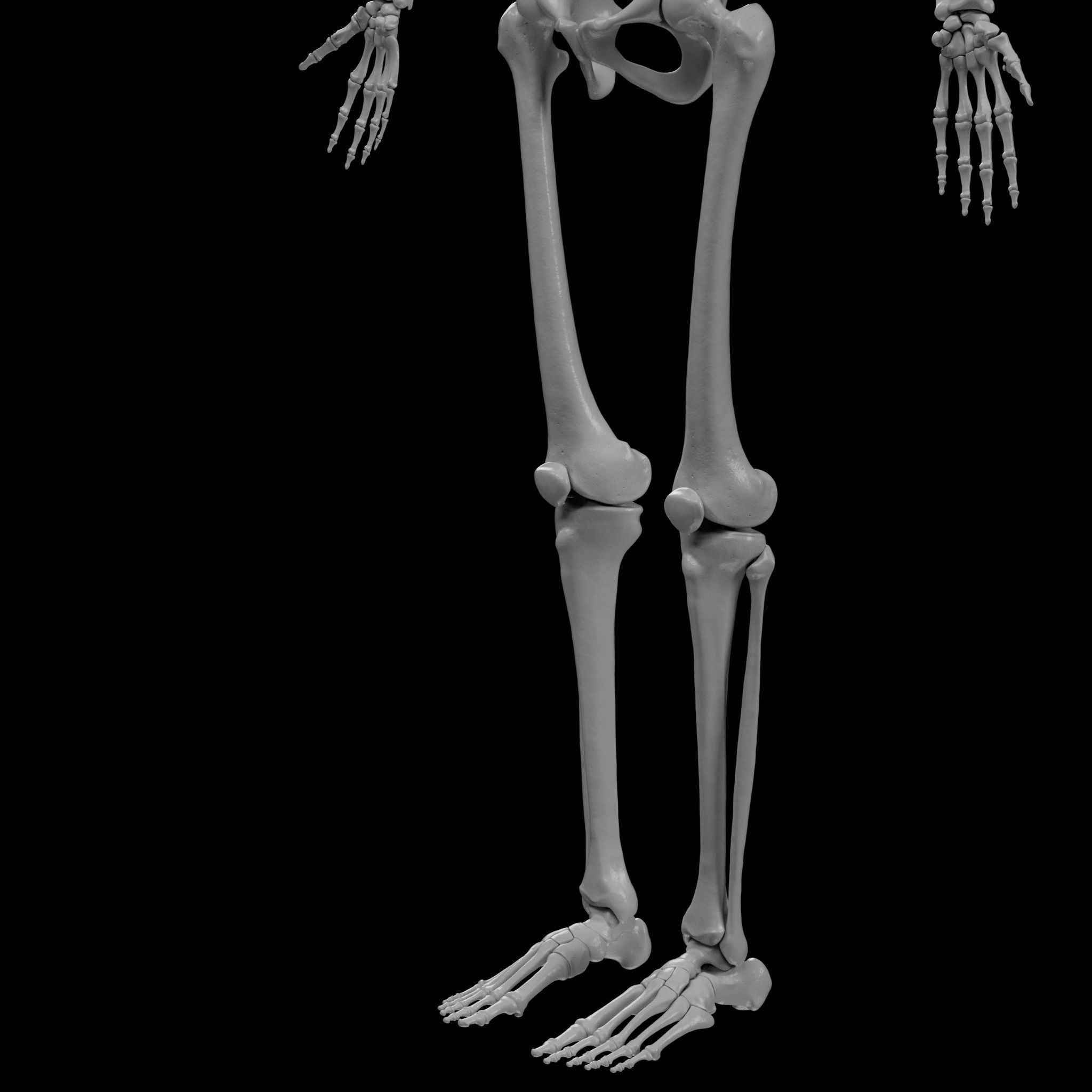 Human Skeleton - 3D Printing 3D print model_105