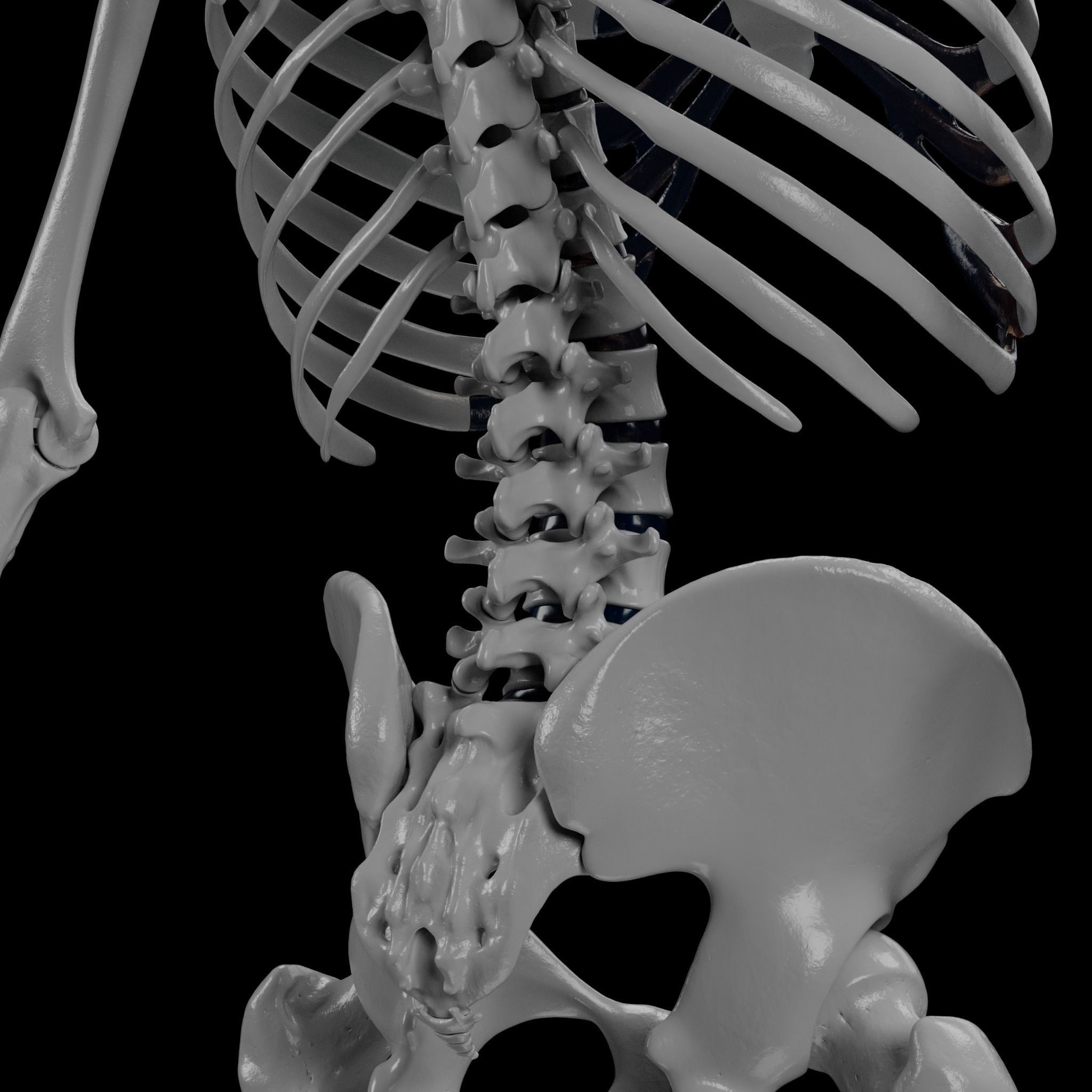 Human Skeleton - 3D Printing 3D print model_53