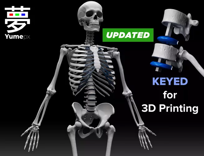 Human Skeleton - 3D Printing