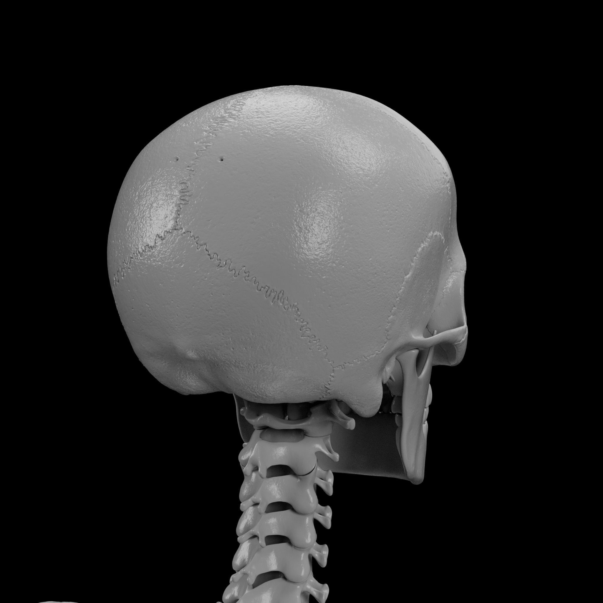 Human Skeleton - 3D Printing 3D print model_31