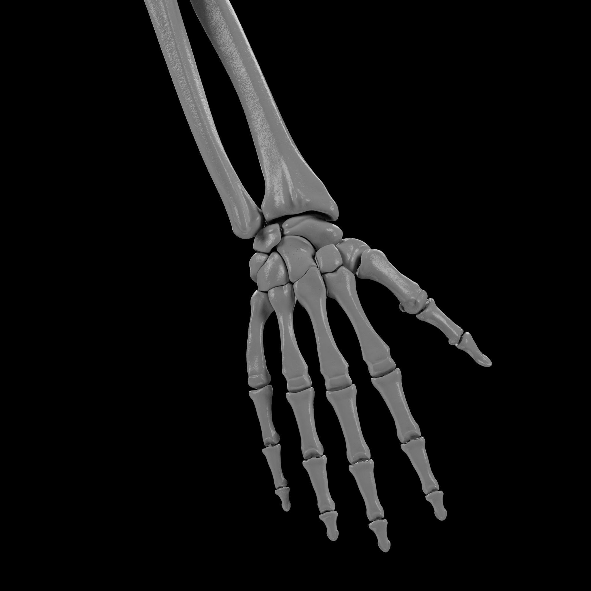 Human Skeleton - 3D Printing 3D print model_84