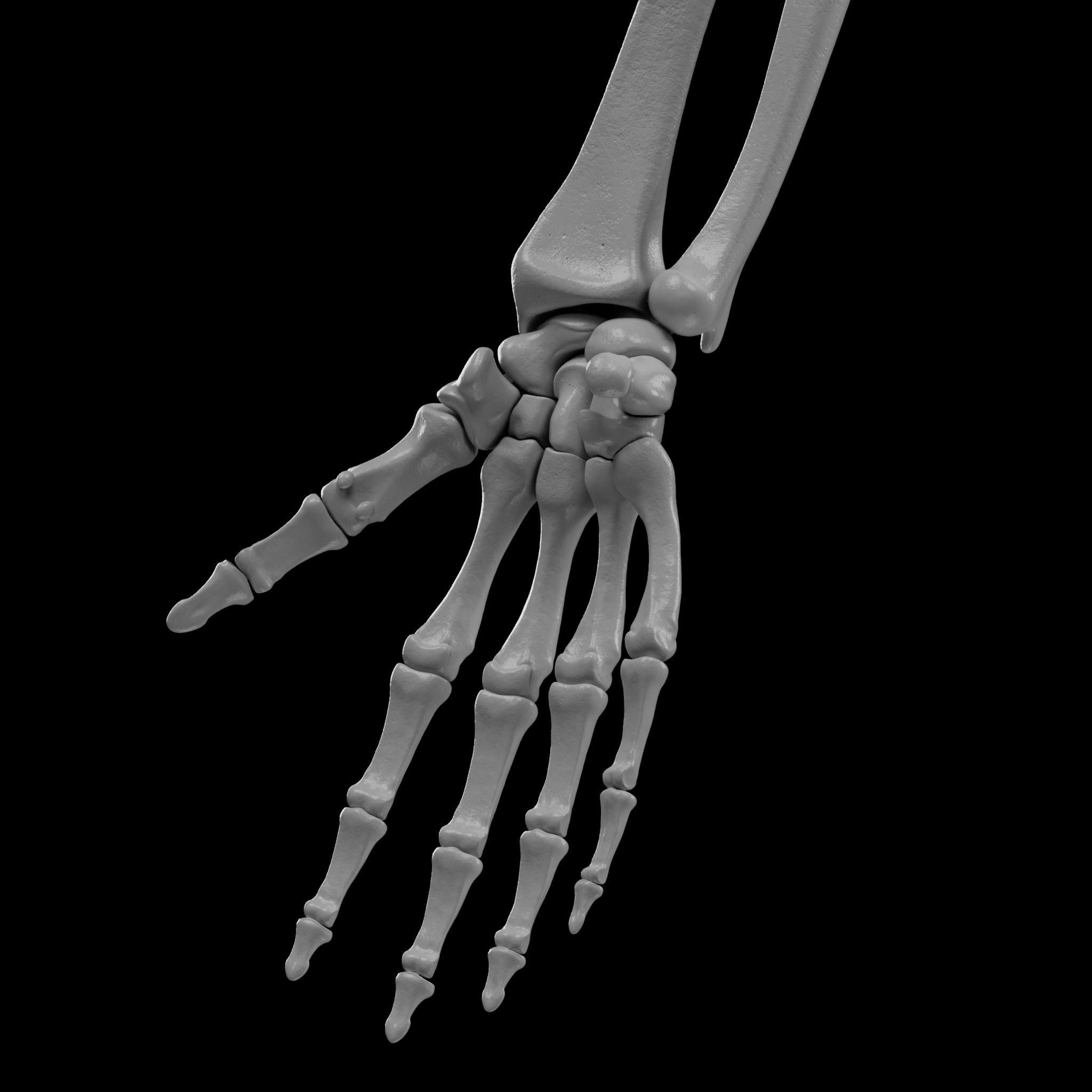 Human Skeleton - 3D Printing 3D print model_86